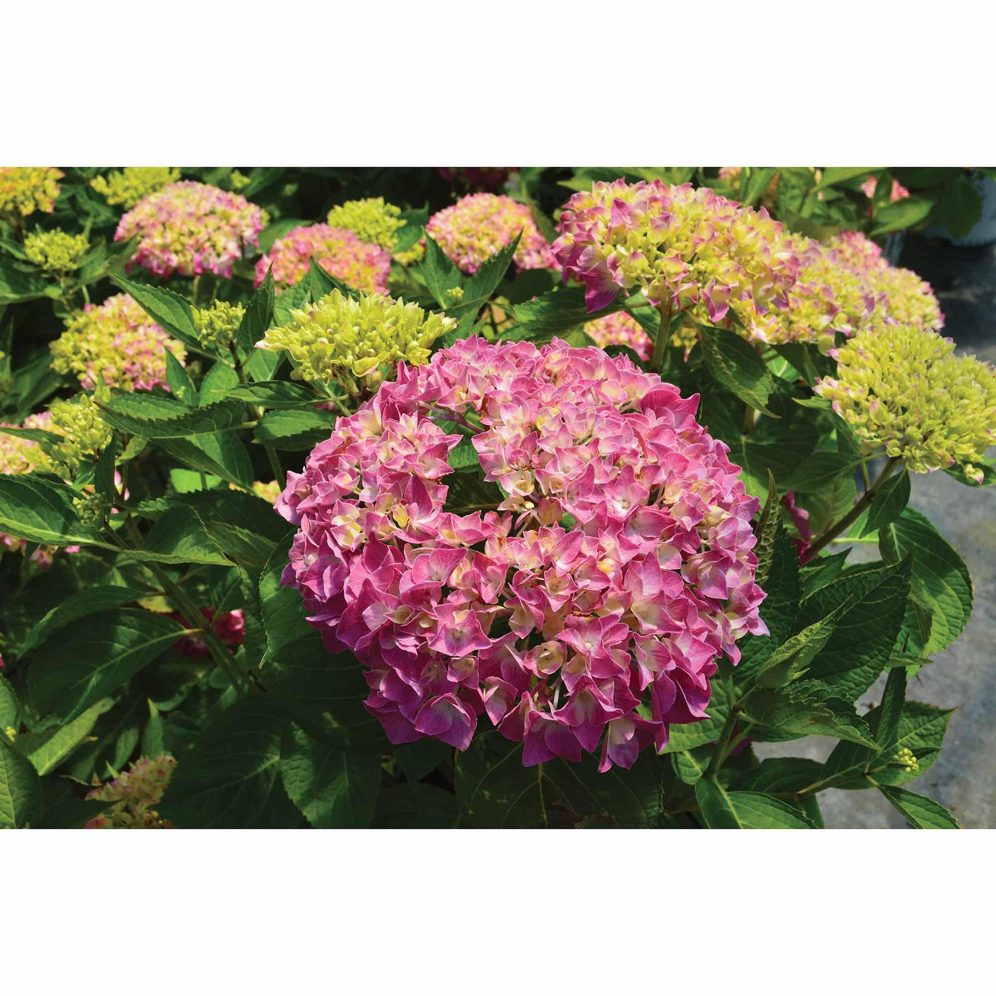 Hortensias Endless Summer® Bloomstruck 5 g