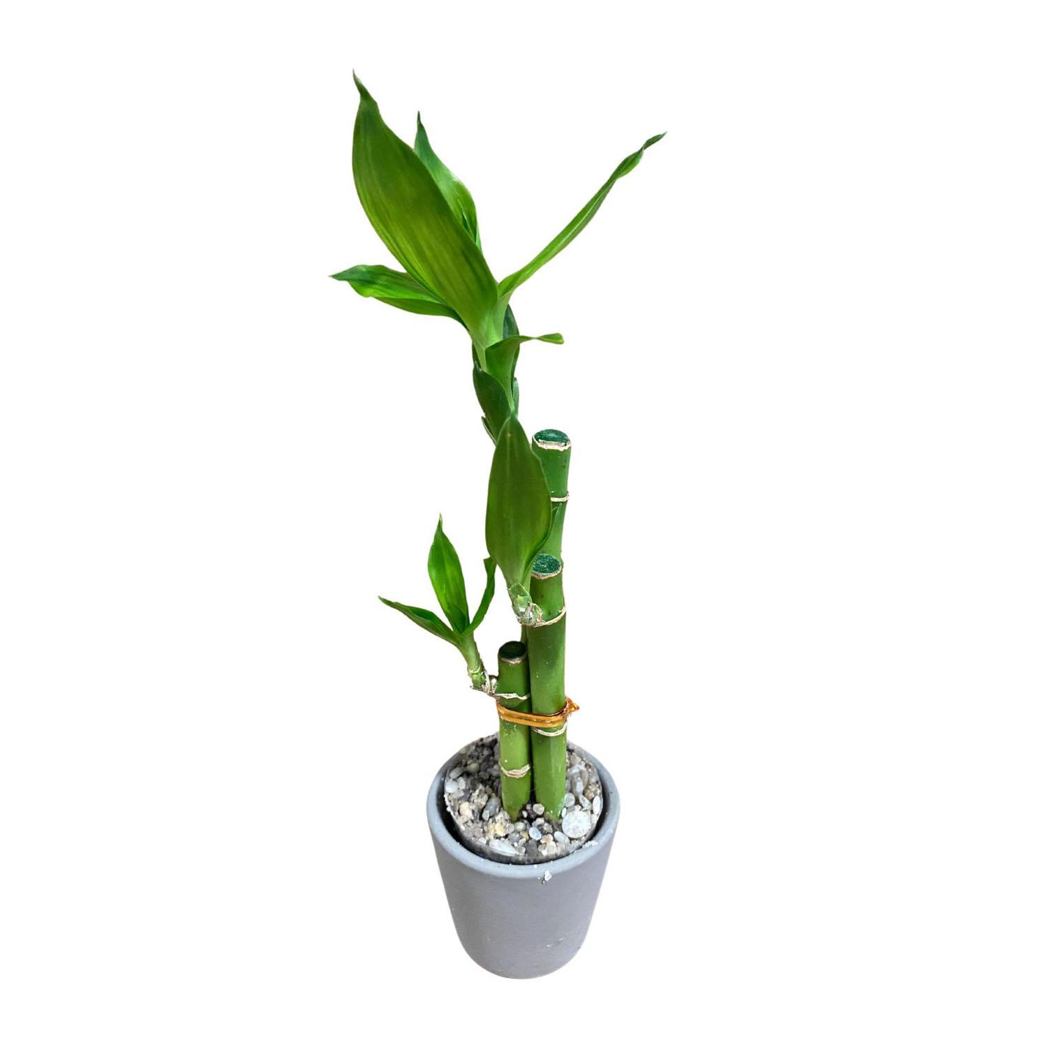 Assorted Lucky Bamboo Houseplants