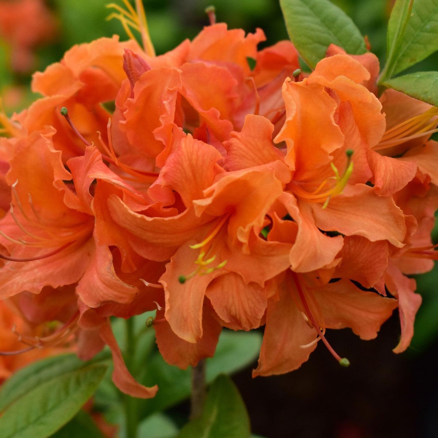Deciduous Azaleas 2G