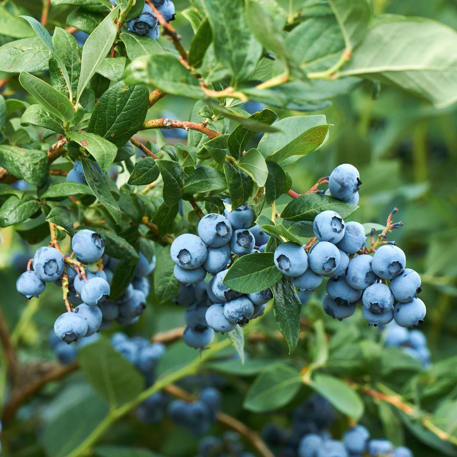 Blueberries 5G Assorted