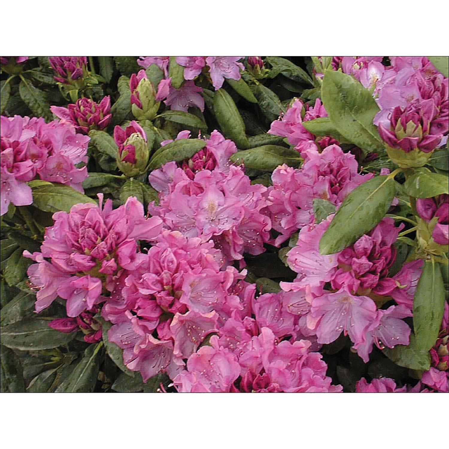 Rhododendrons 2G