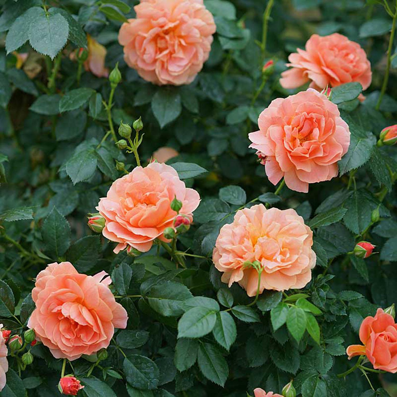 At Last Rose 1G