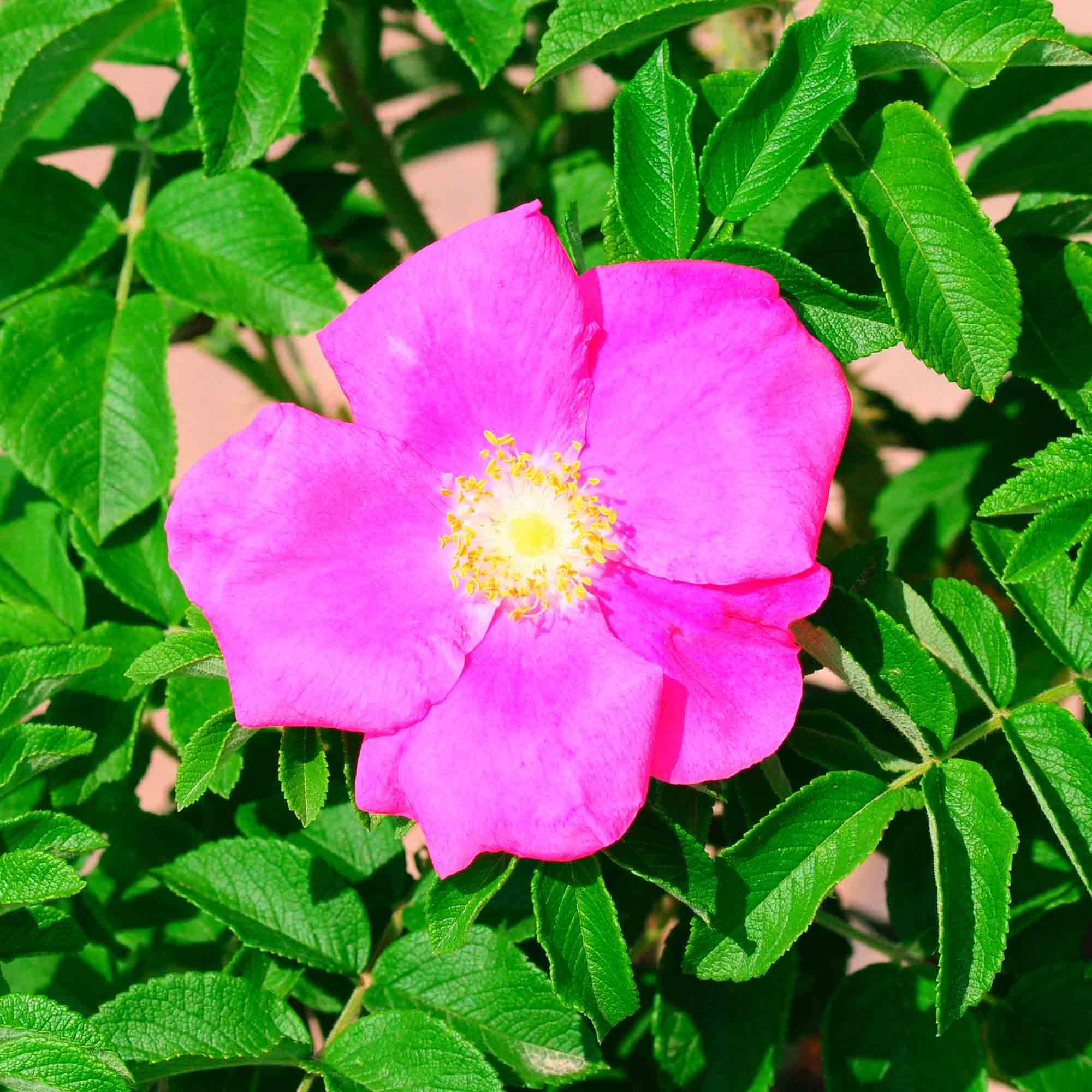 Arbuste de rosier Rugosa 2 g