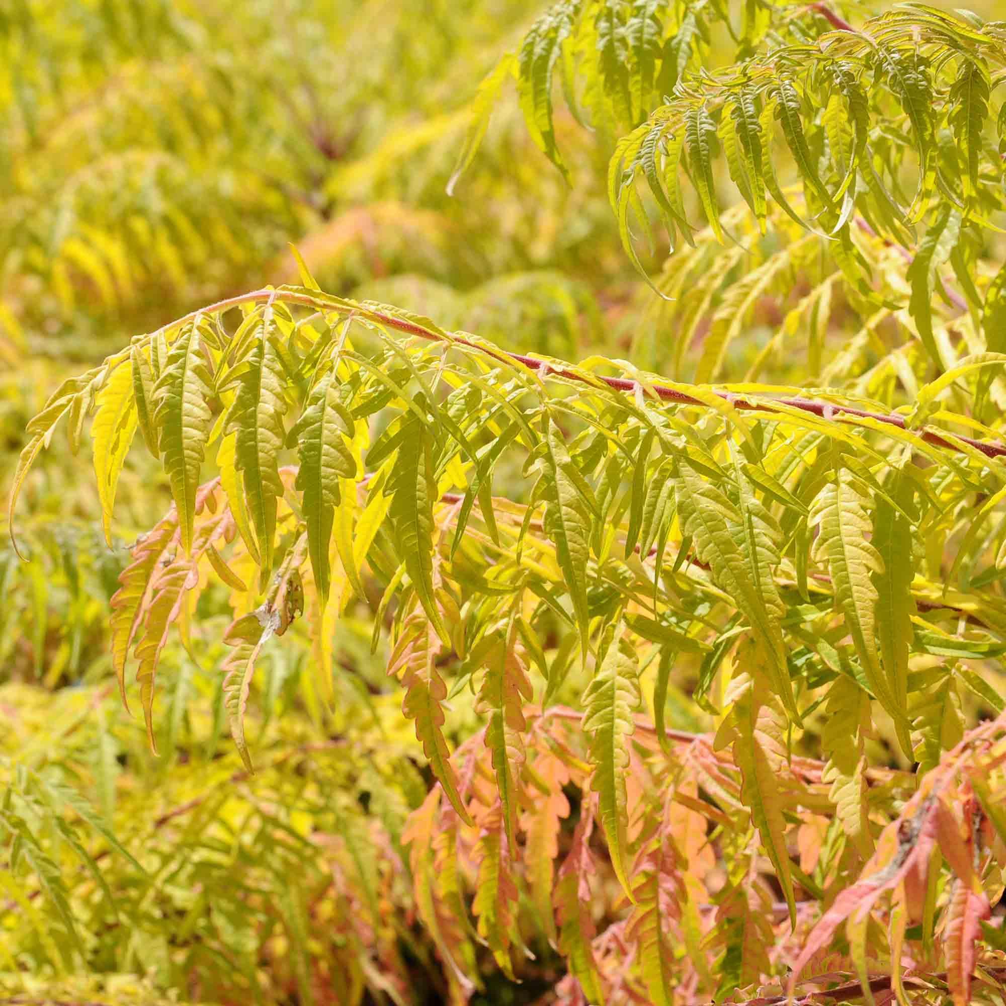 Tiger Eyes Cutleaf Staghorn Sumac FE 2G