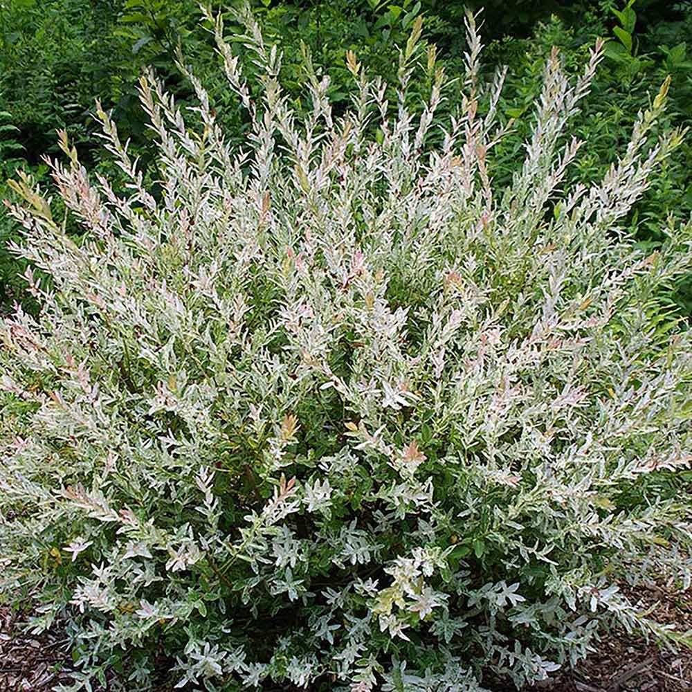 Dappled Willow Standard 5G