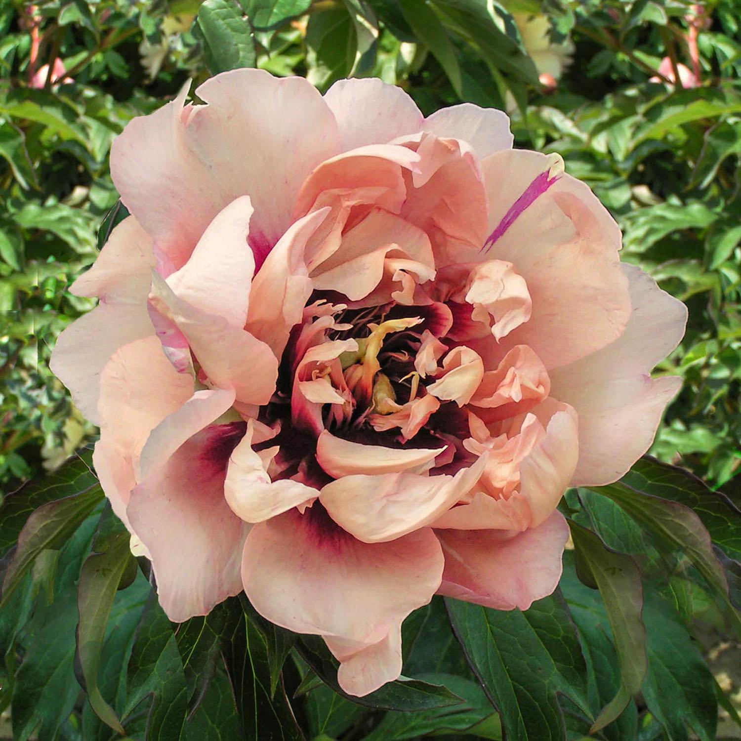 Intersectional Peonies 3G