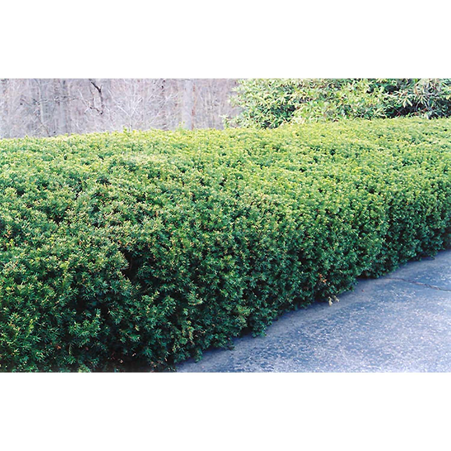 Yew Dense 3G