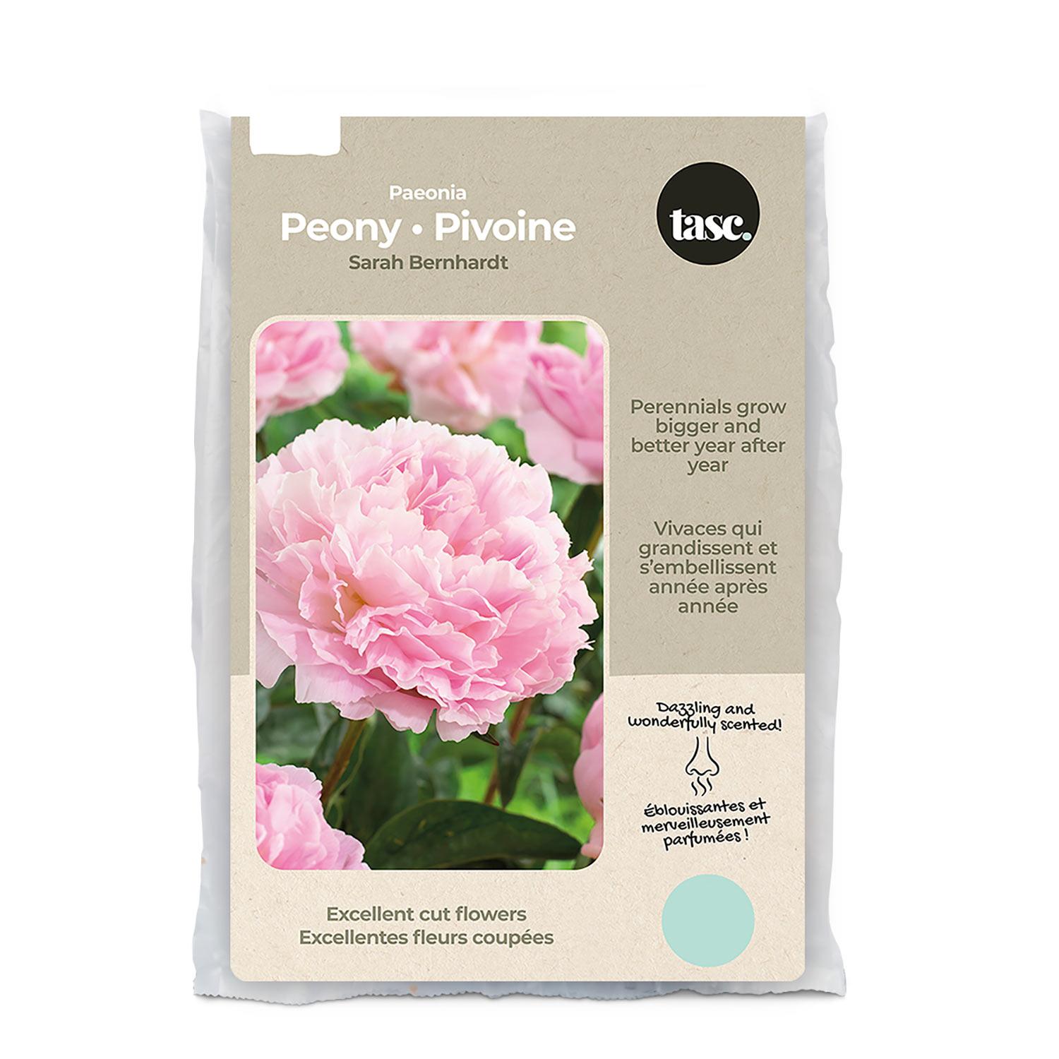 Sarah B Paeonia Spring Bulb