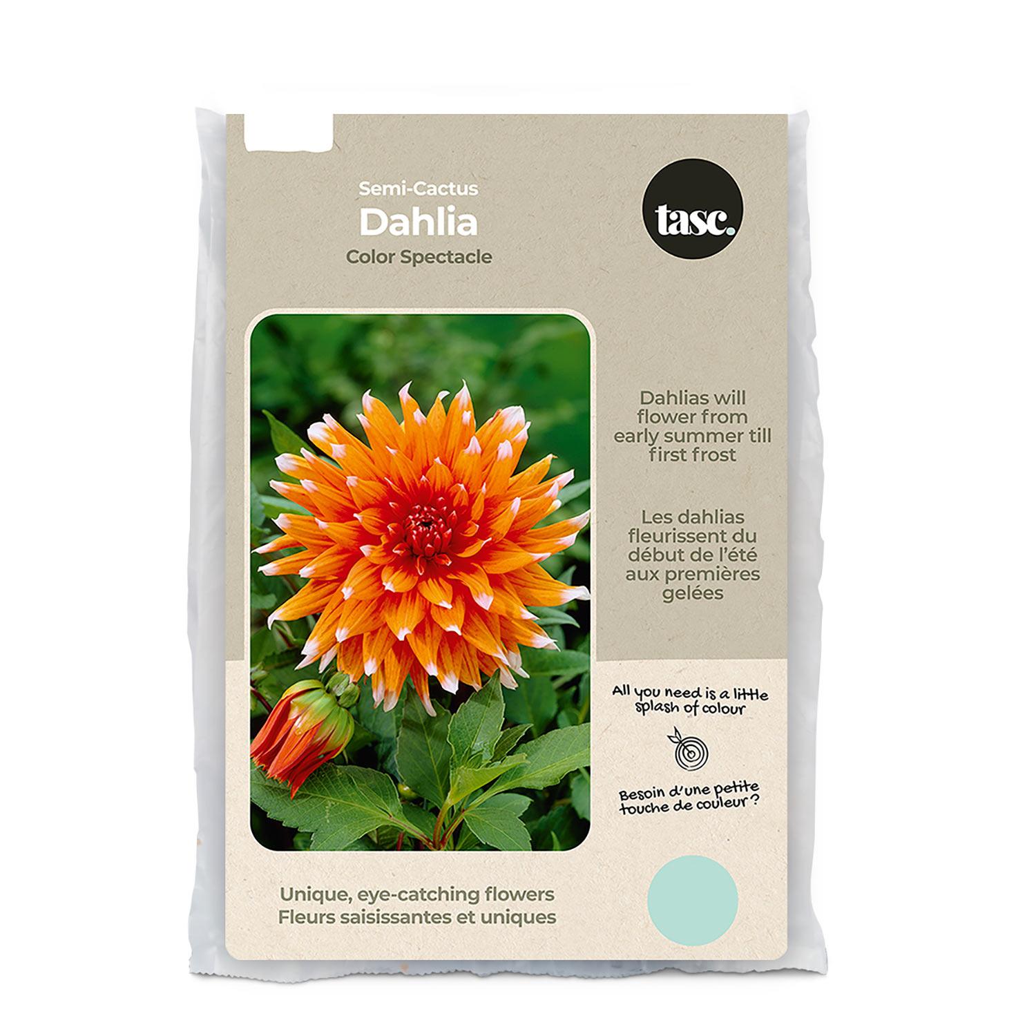 Color Spectacle Dahlia Spring Bulb