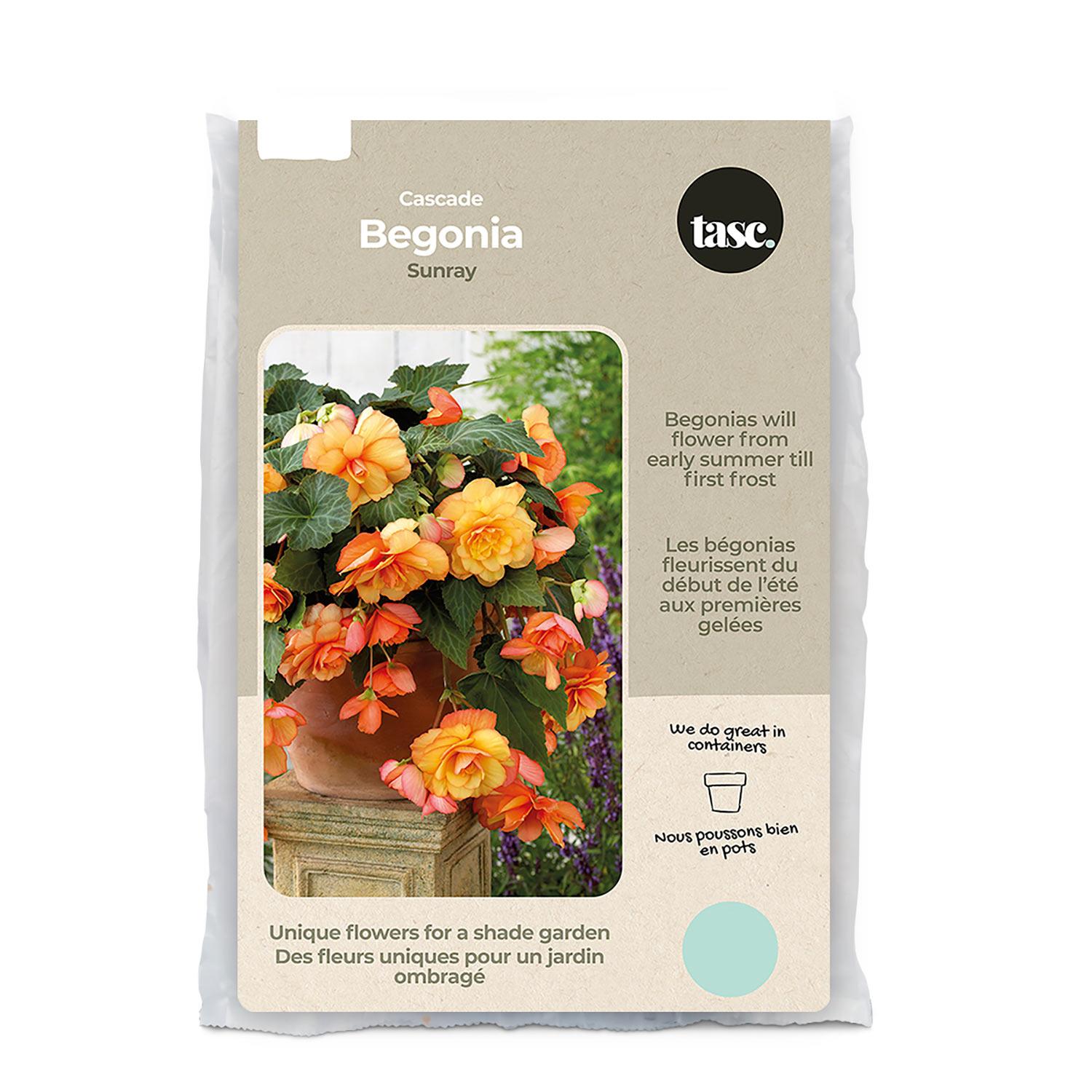 Sunray Begonia Spring Bulb