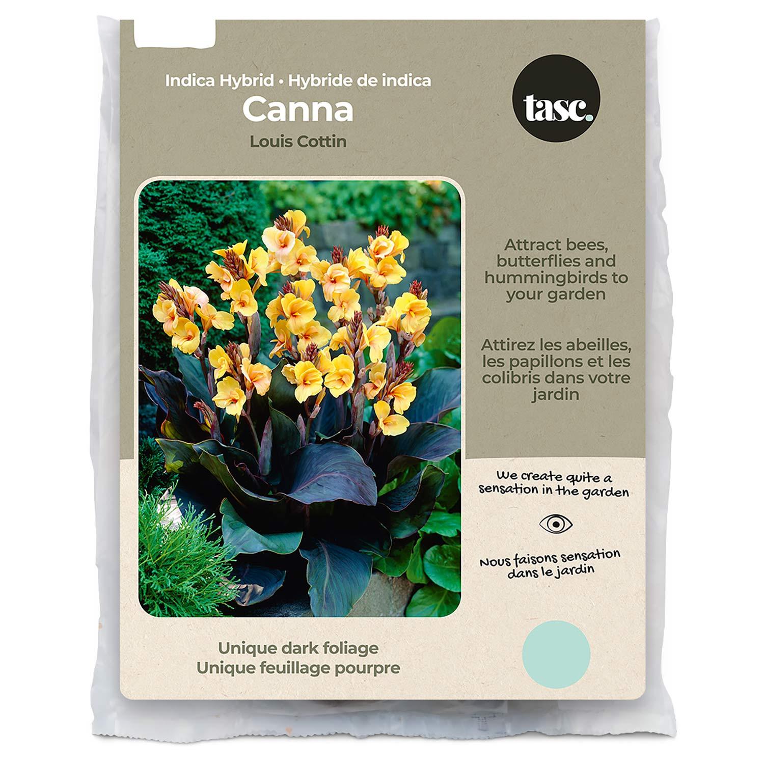 Louis Cotton Canna Spring Bulb