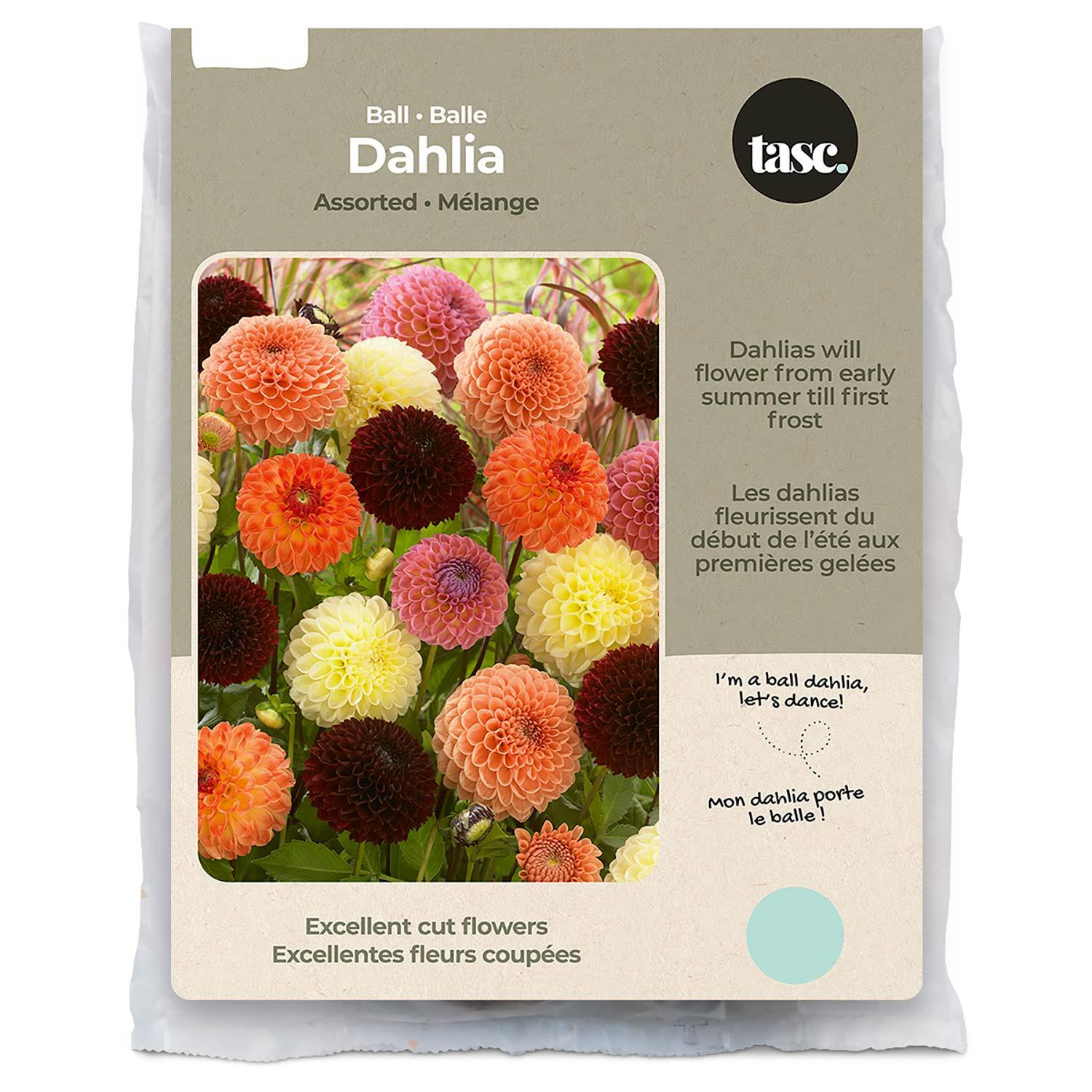 Ball Dahlia Assorted Spring Bulb