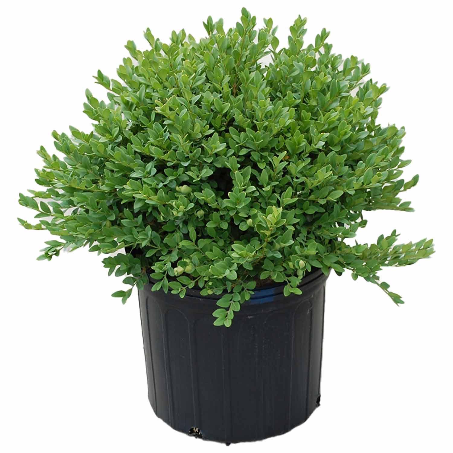 Green Velvet Boxwood 3G