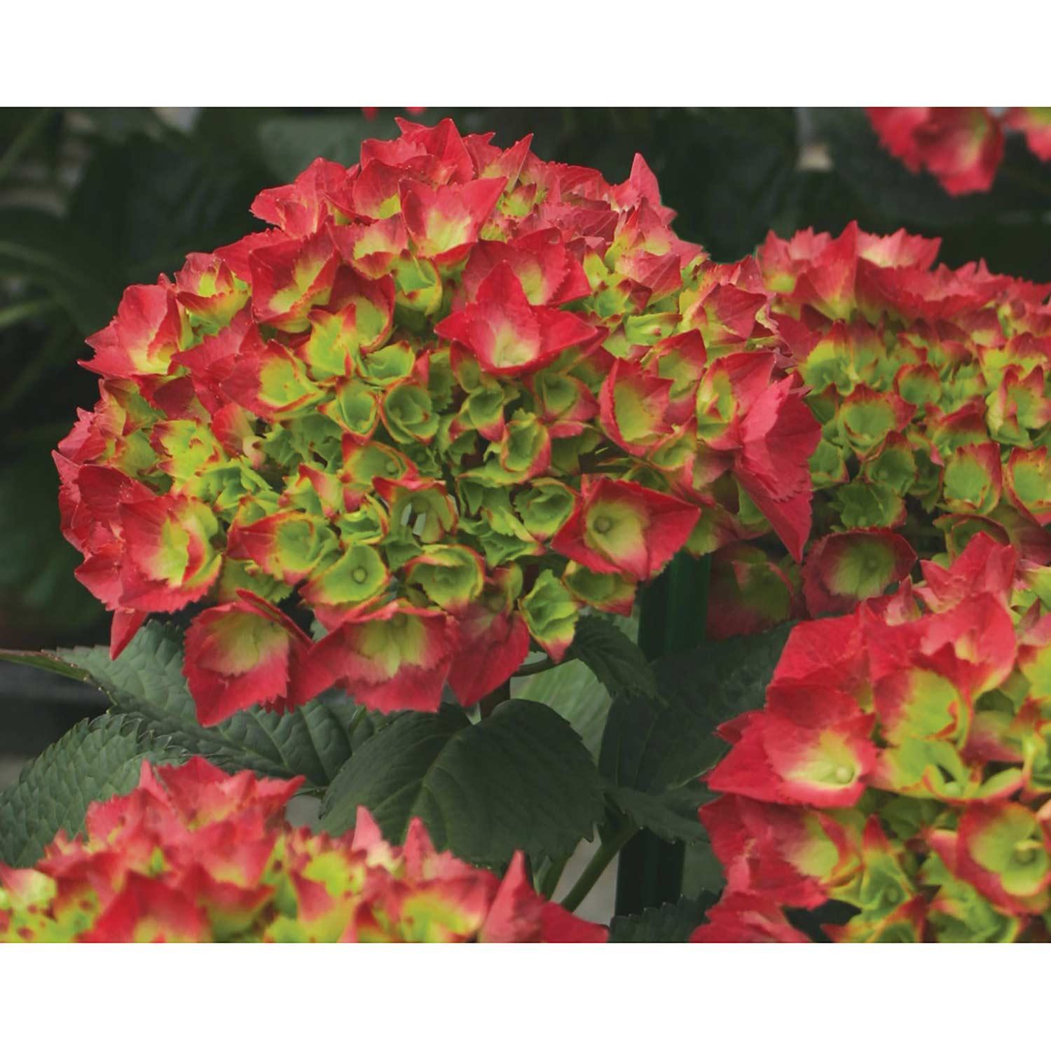 Cityline Paris Big Leaf Hydrangea PW 2G