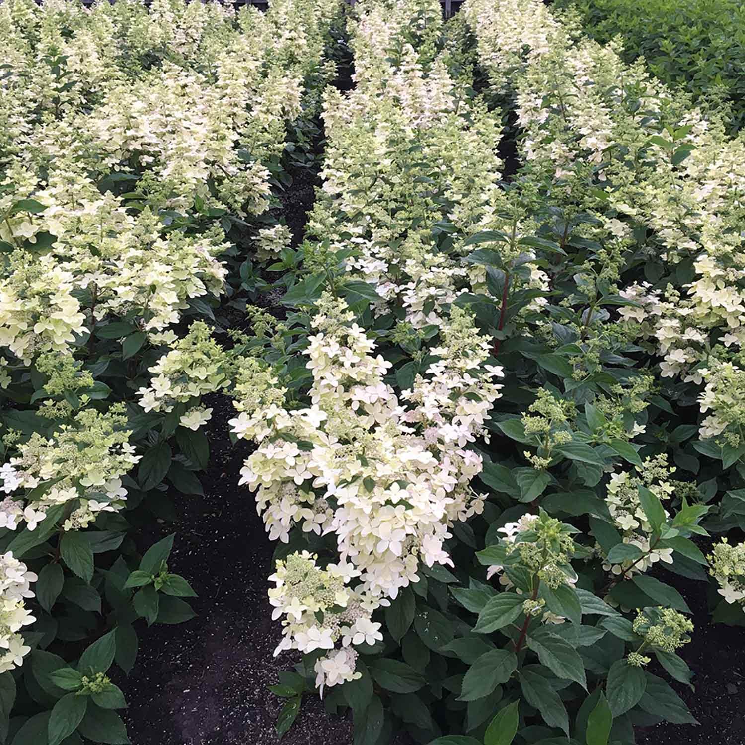 Confetti Panicle Hydrangea 2G