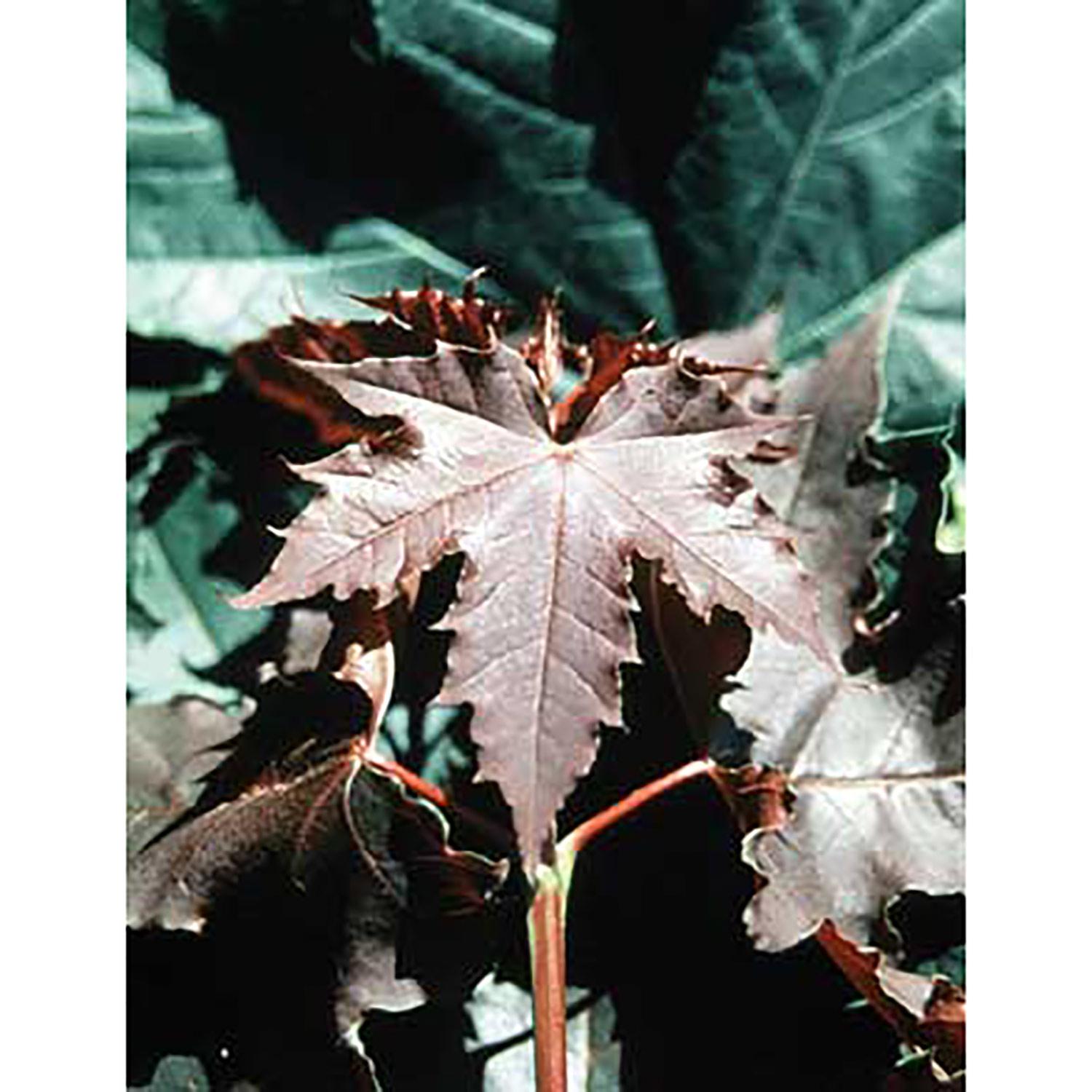 Crimson King Norway Maple 15G