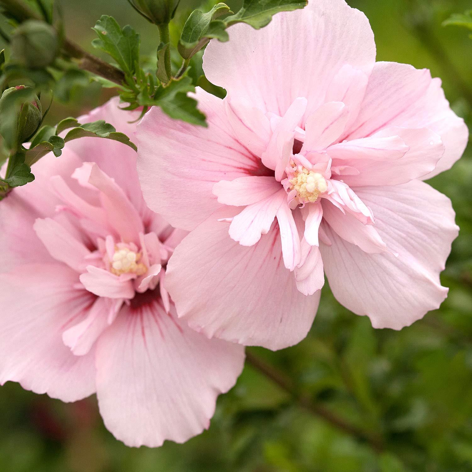 Pink Chiffon Hibiscus 2G