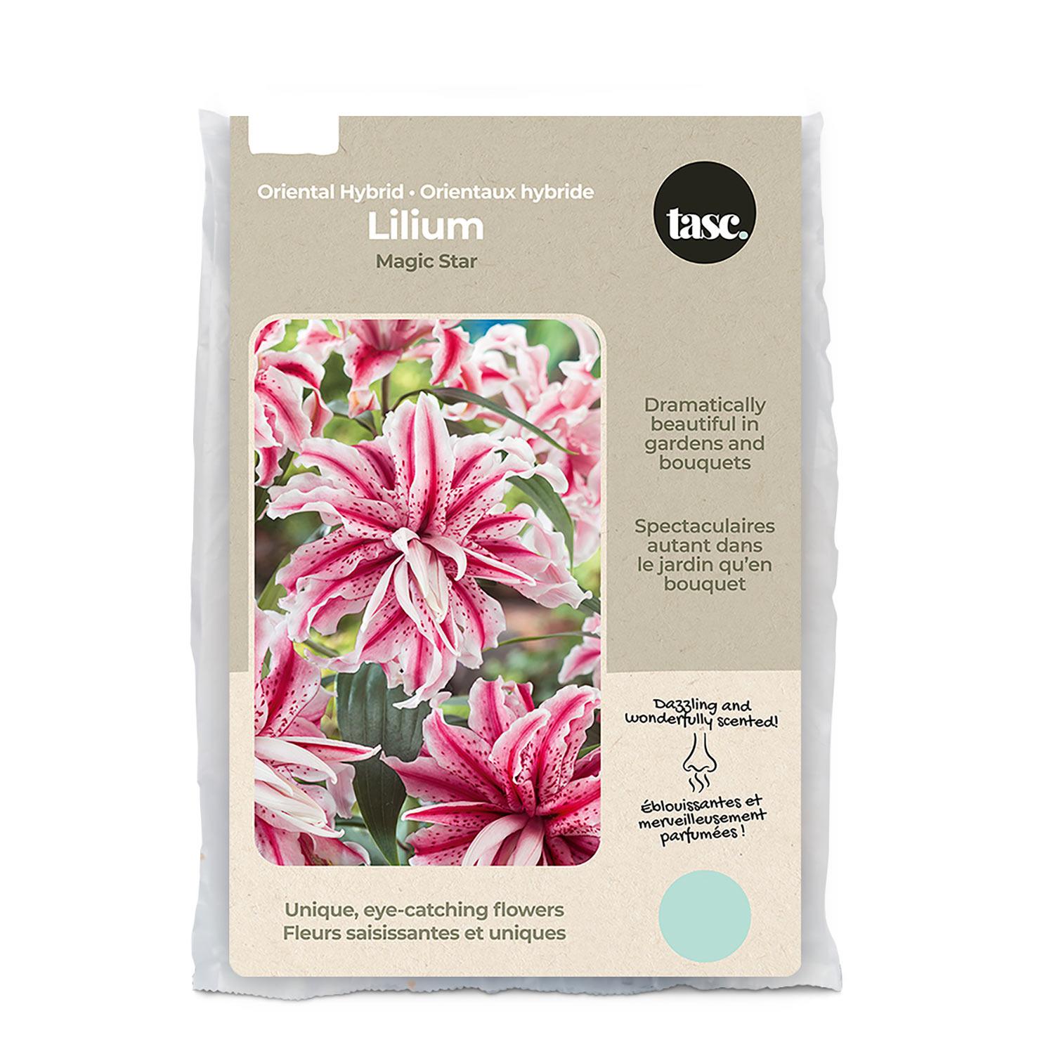 Magic Star Lily Spring Bulb