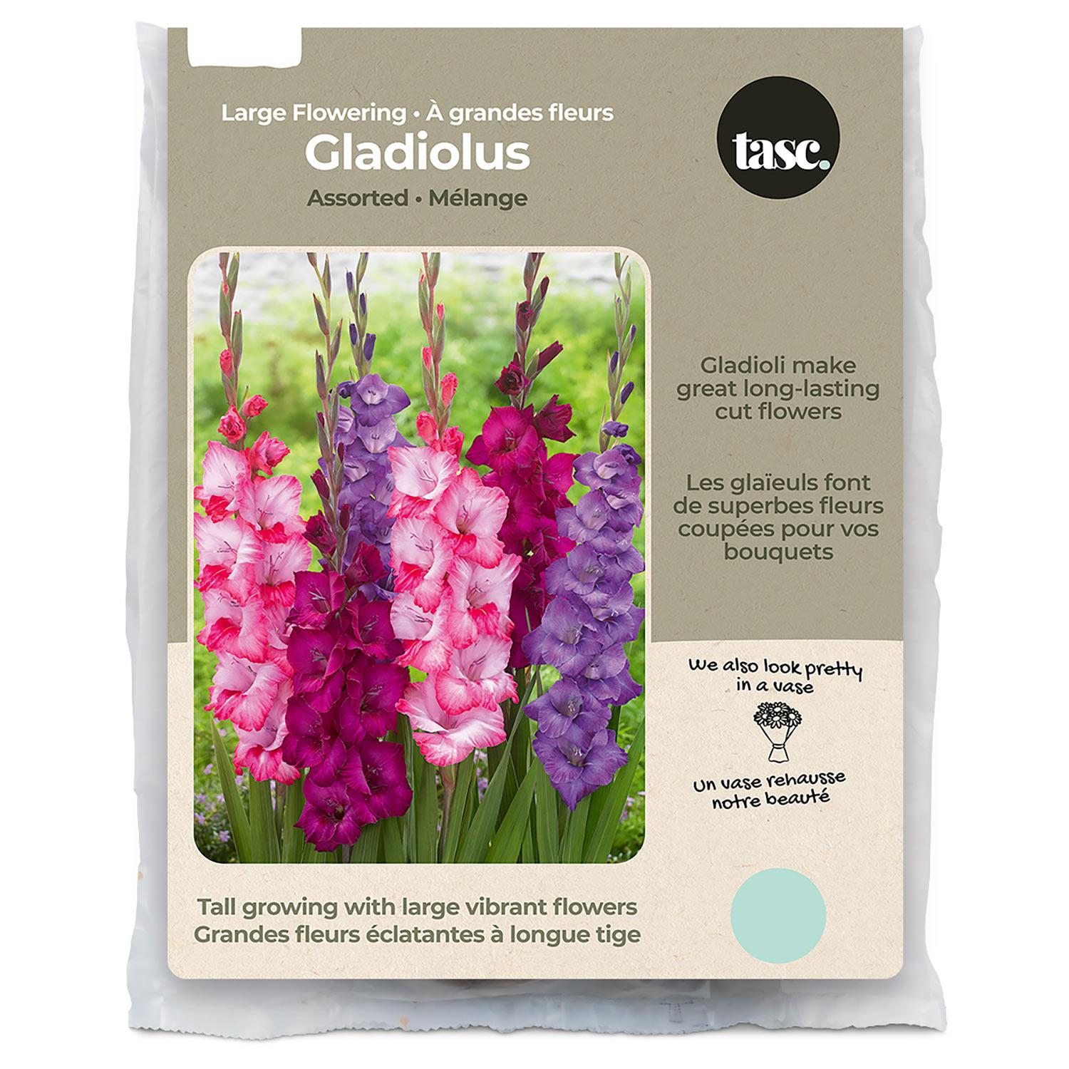 Large Flowering Gladiolus Spring Bulb