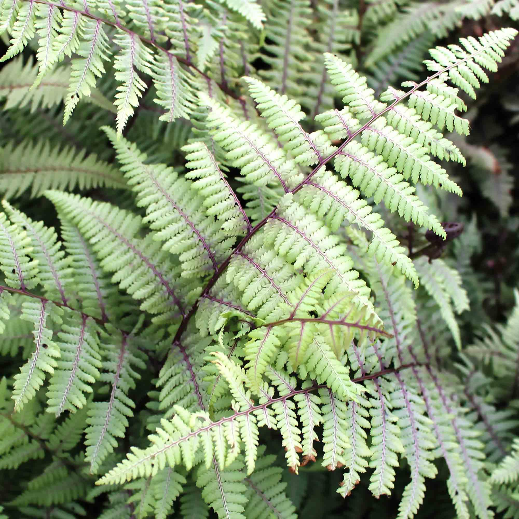 Fern Deluxe Assortment 1G