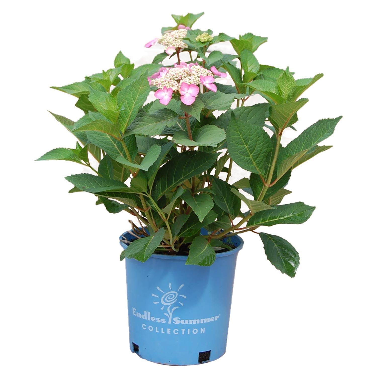 Hortensia Endless Summer Twist-n-Shout, 2 gal