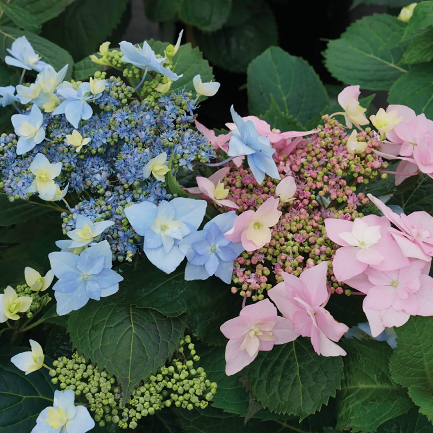 Tuff Stuff Ah-Ha Mountain Hydrangea PW 2G
