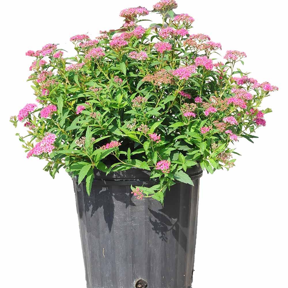 Neon Flash Japanese Spirea-2G