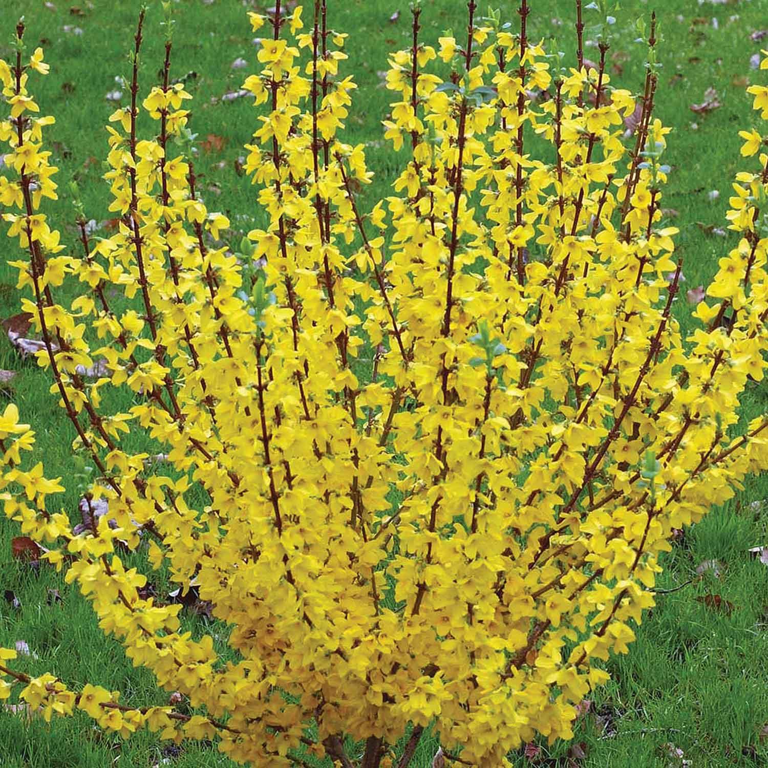 Show Off Forsythia PW 2G