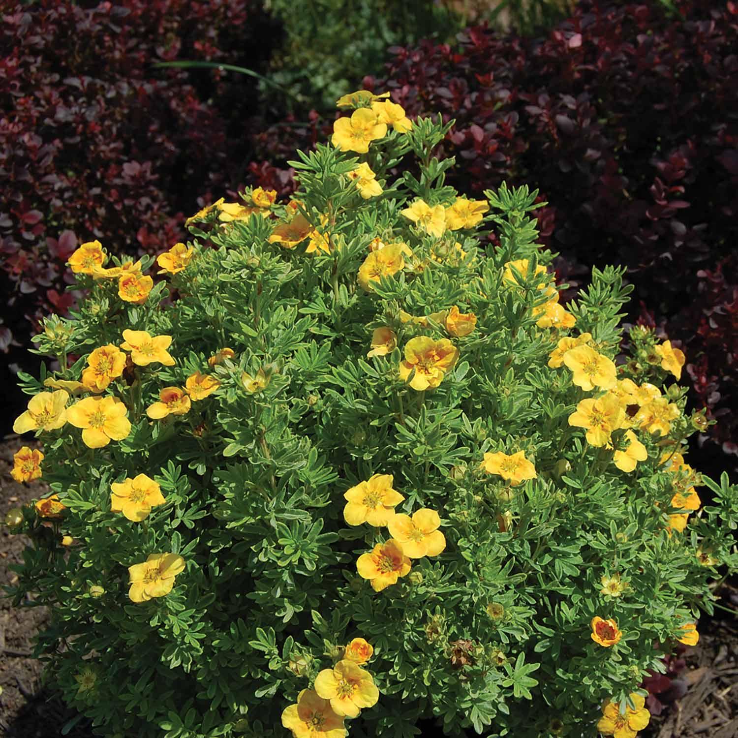 Mango Tango Bush Potentilla 2G