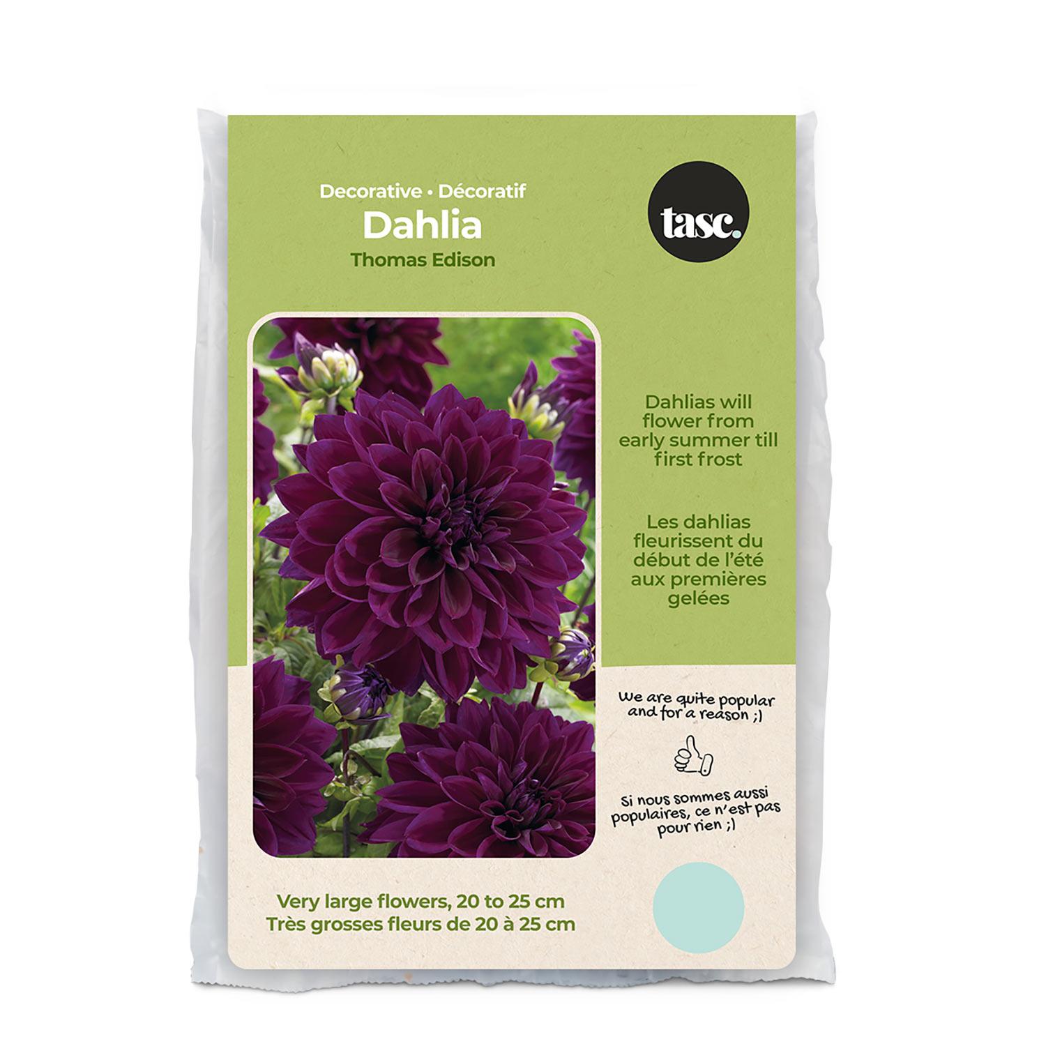 Dahlia Thomas Edison Spring Bulb