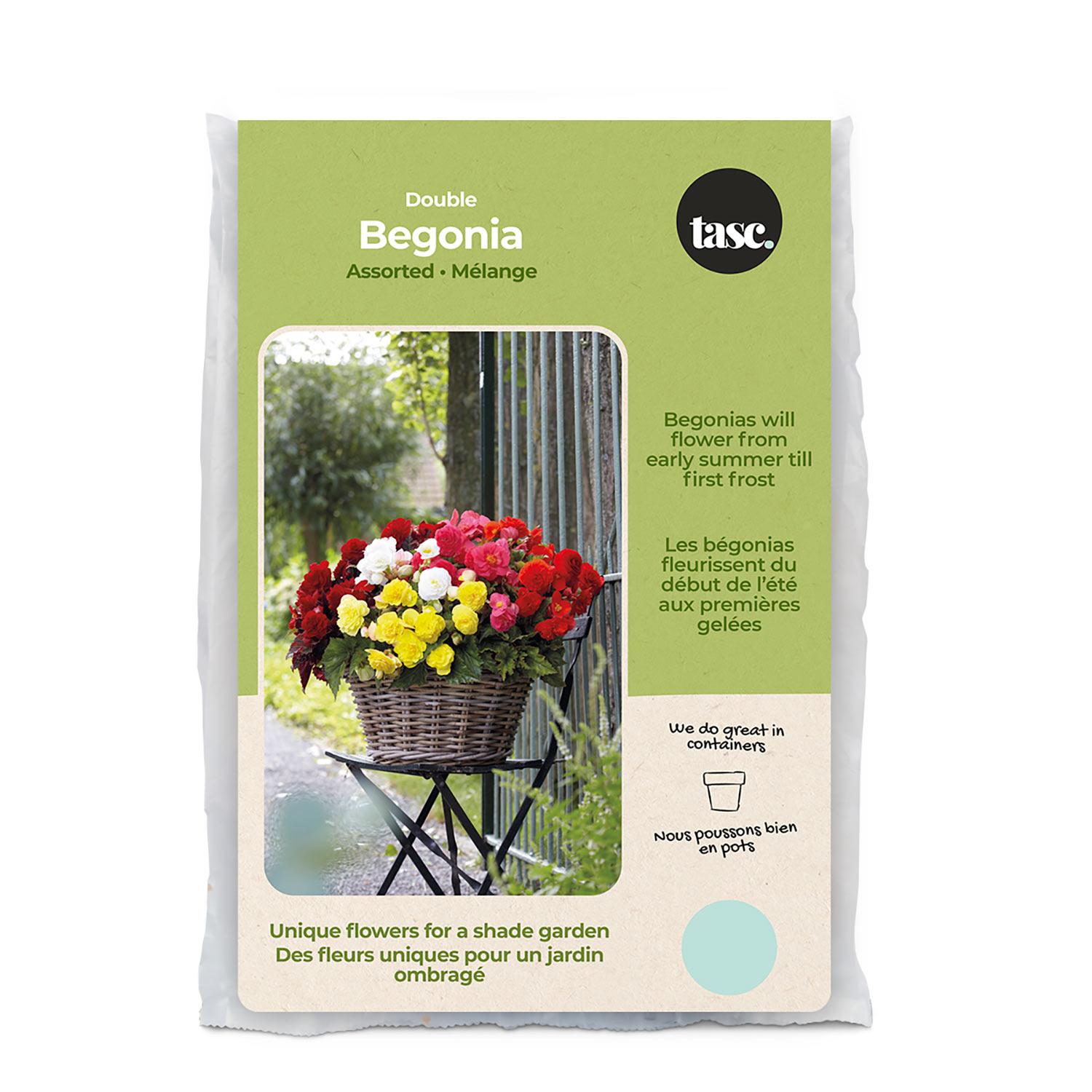 Double Begonia Spring Bulb