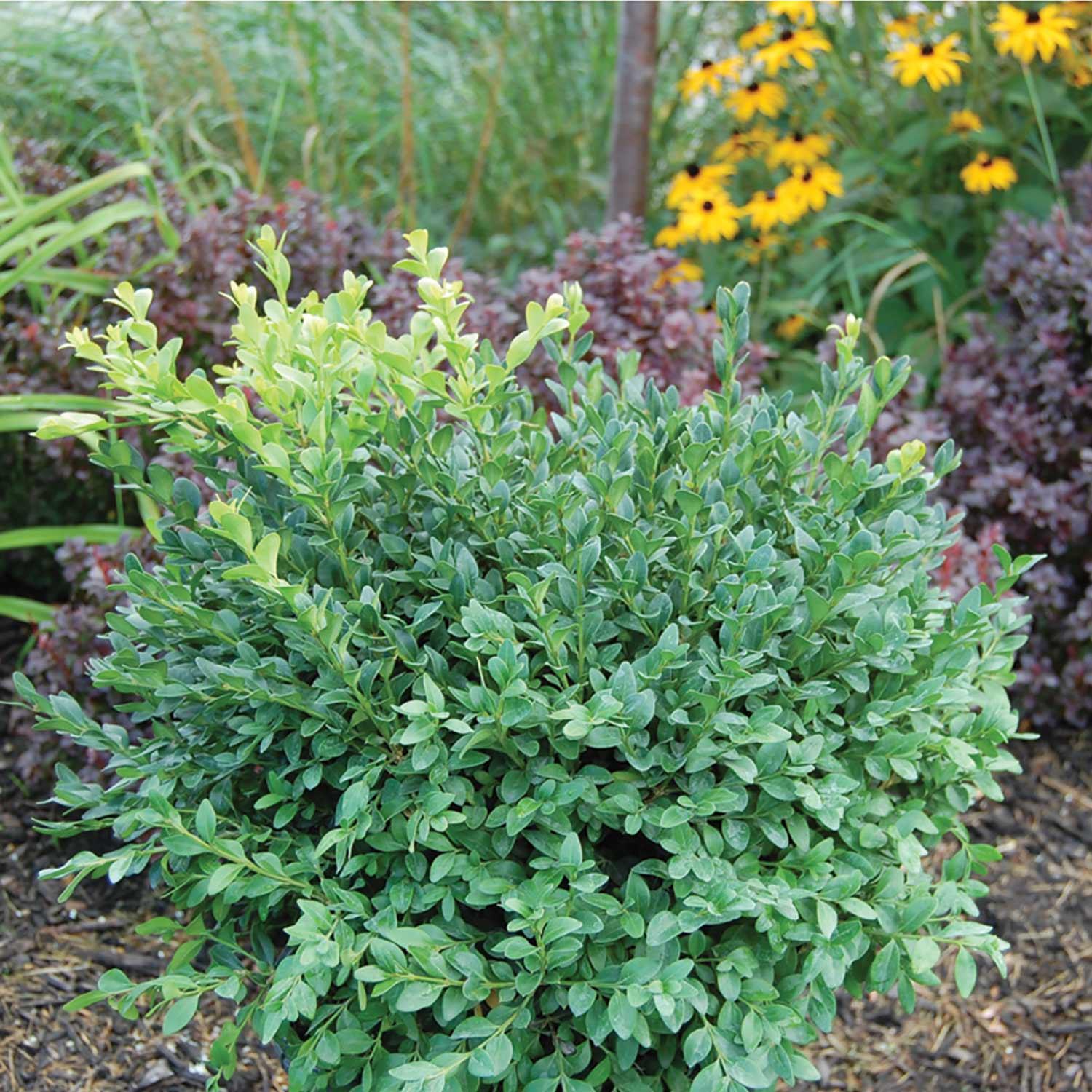 Green Gem™ Boxwood 1G