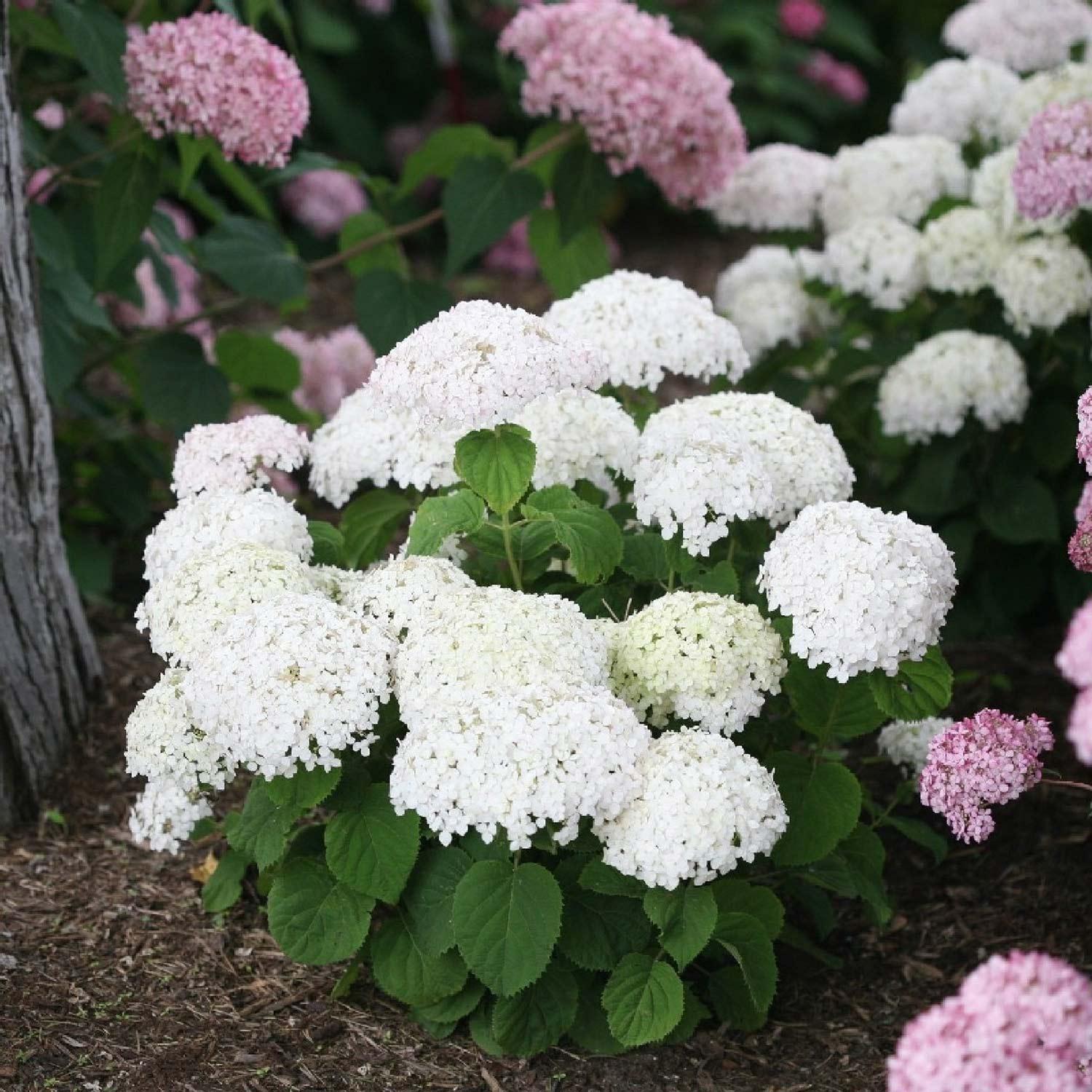 Invincibelle Wee White Hydrangea 2G