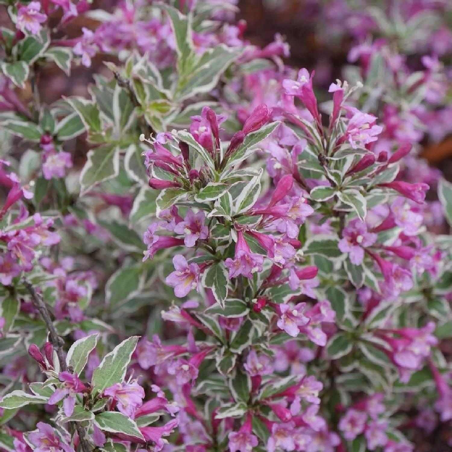 My Monet Purple Weigelea 2G