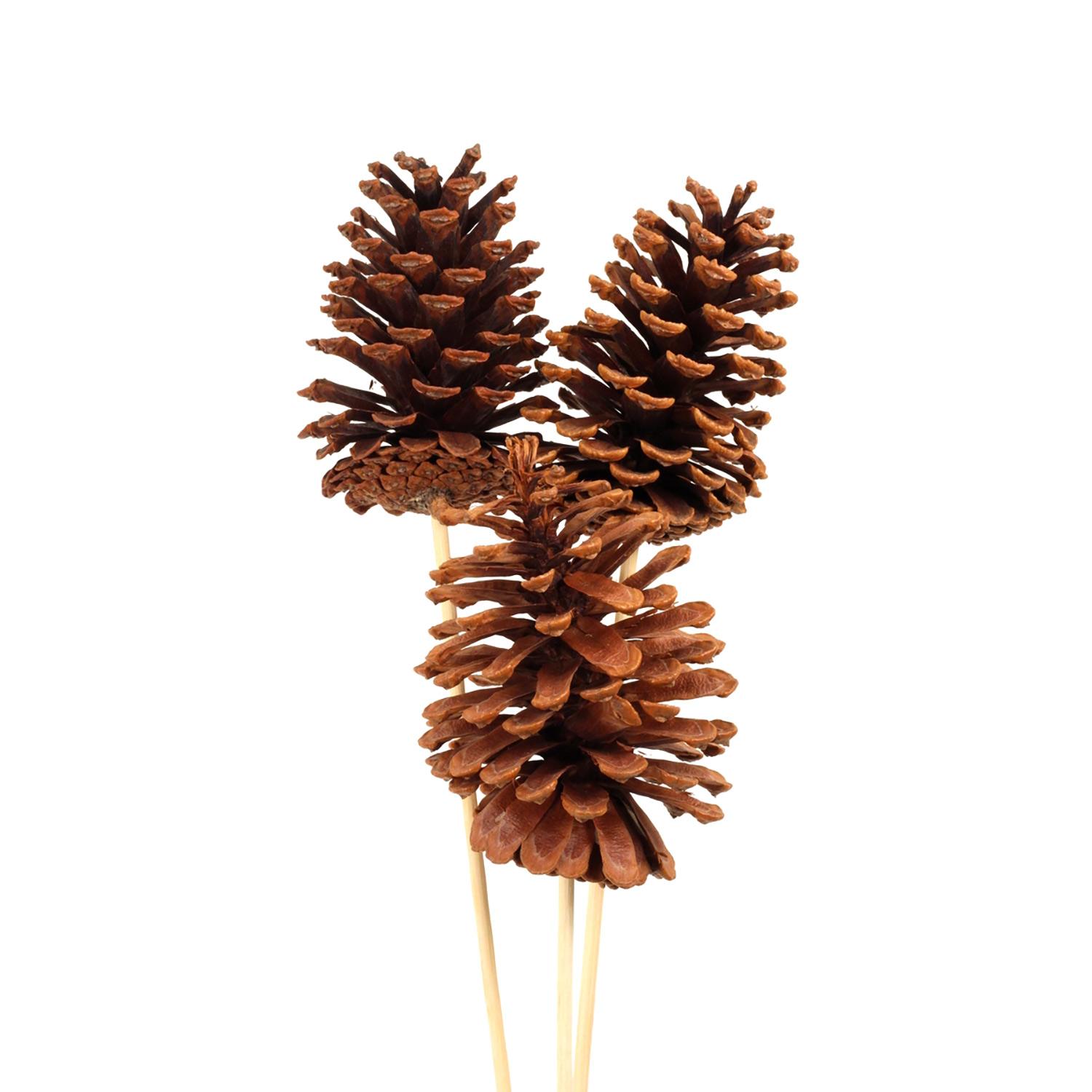 Pine Cone Large Stem -Natural