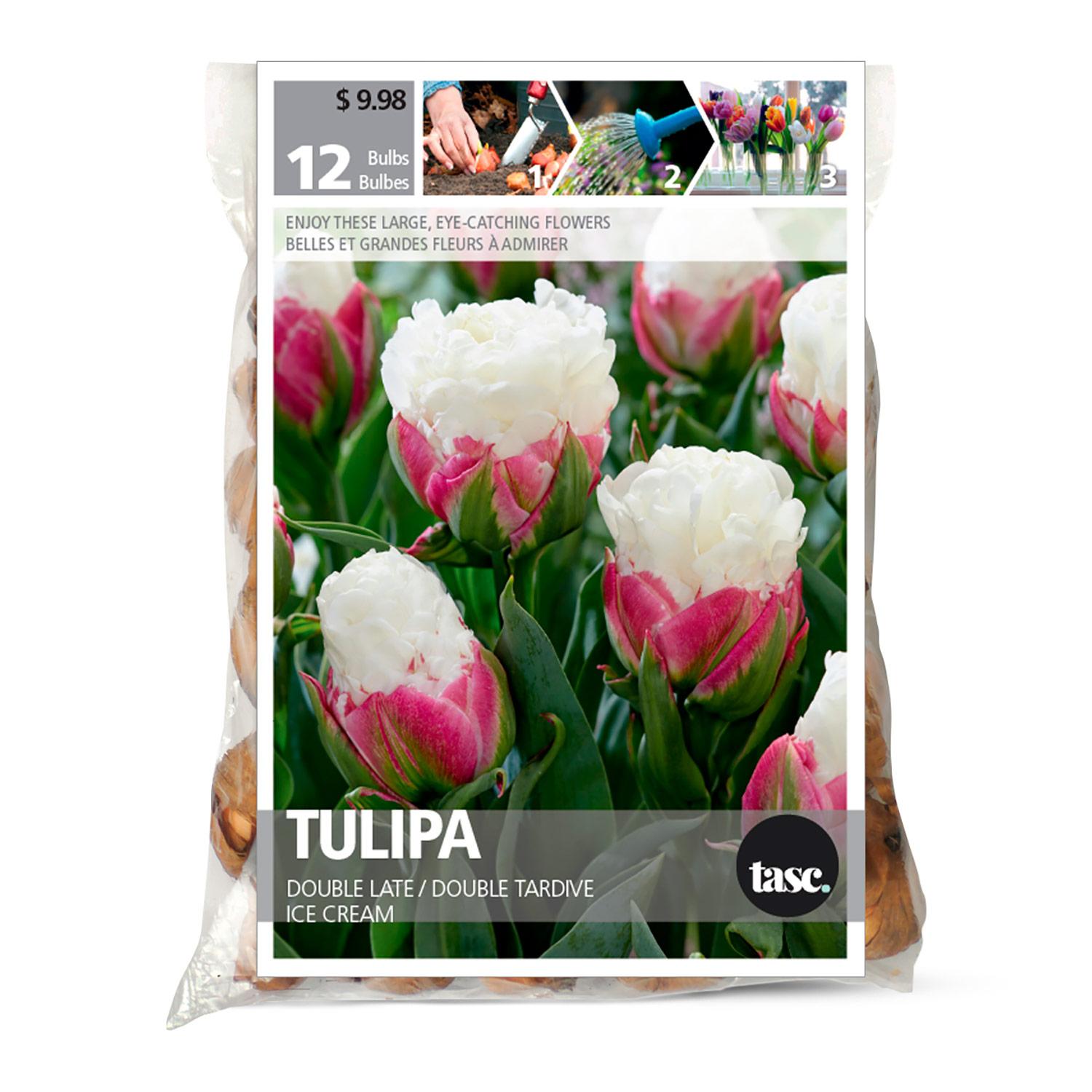 Ice Cream Tulip Fall Bulb