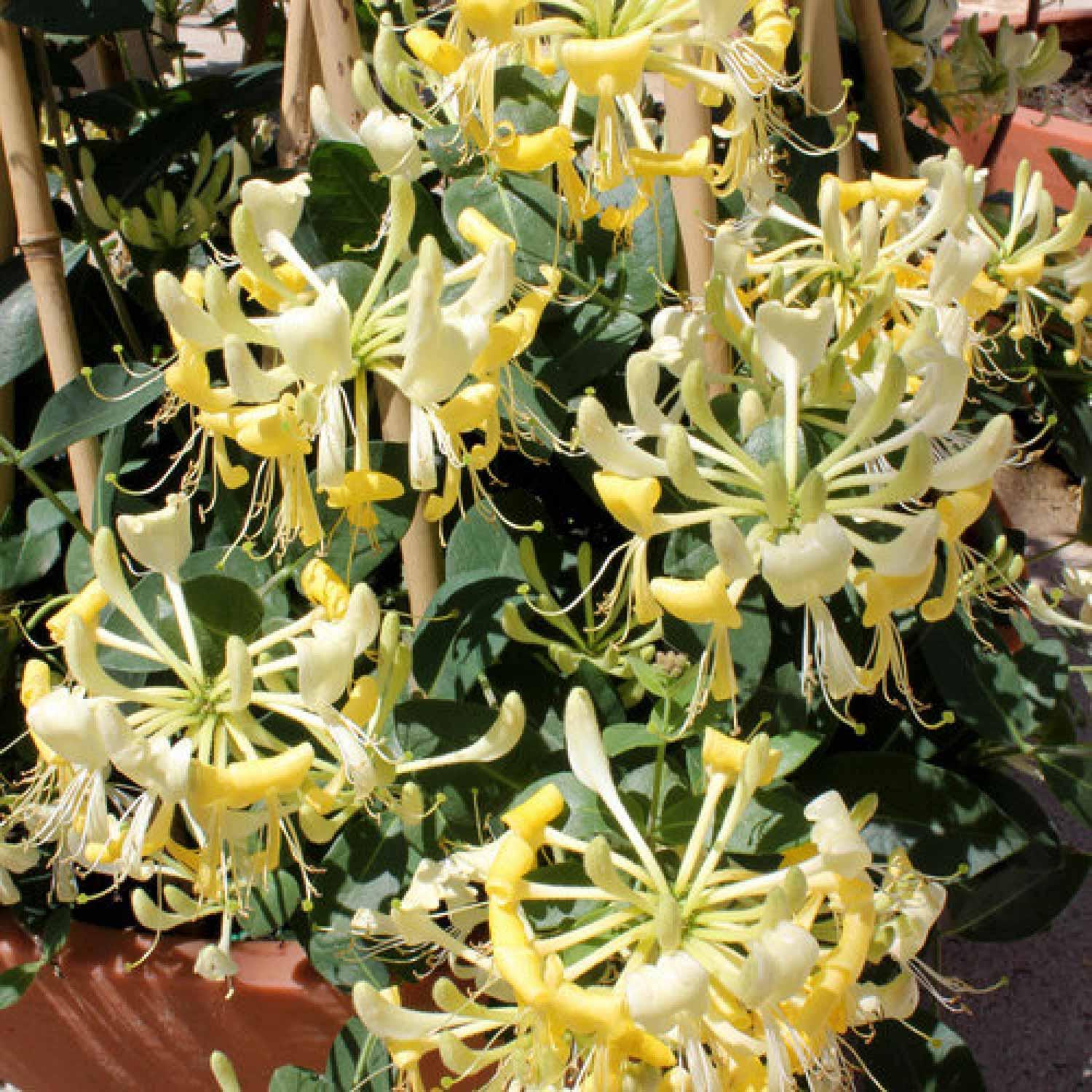 Honeysuckle Scentsation (PW) 2G