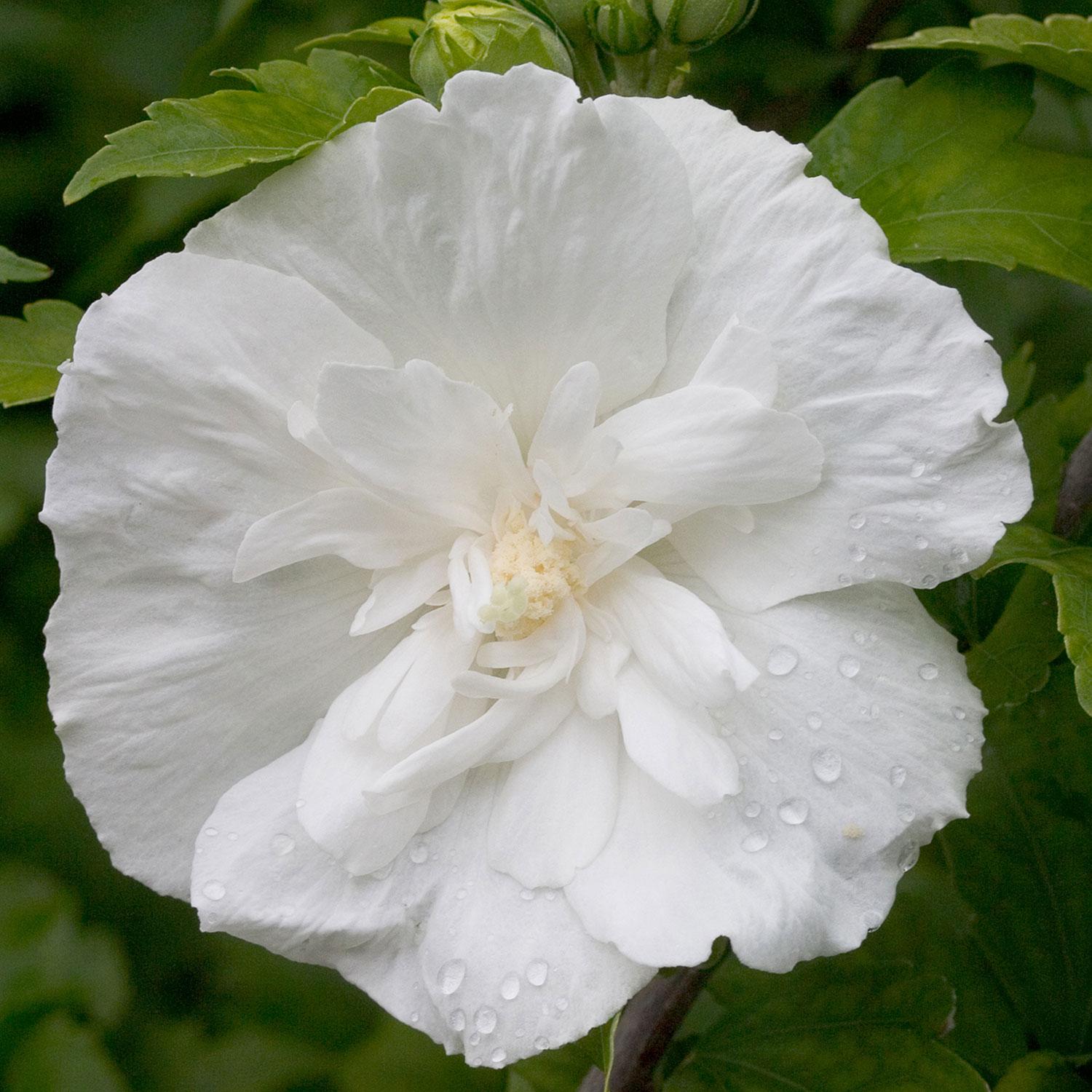Rose Of Sharon/White PW 2G