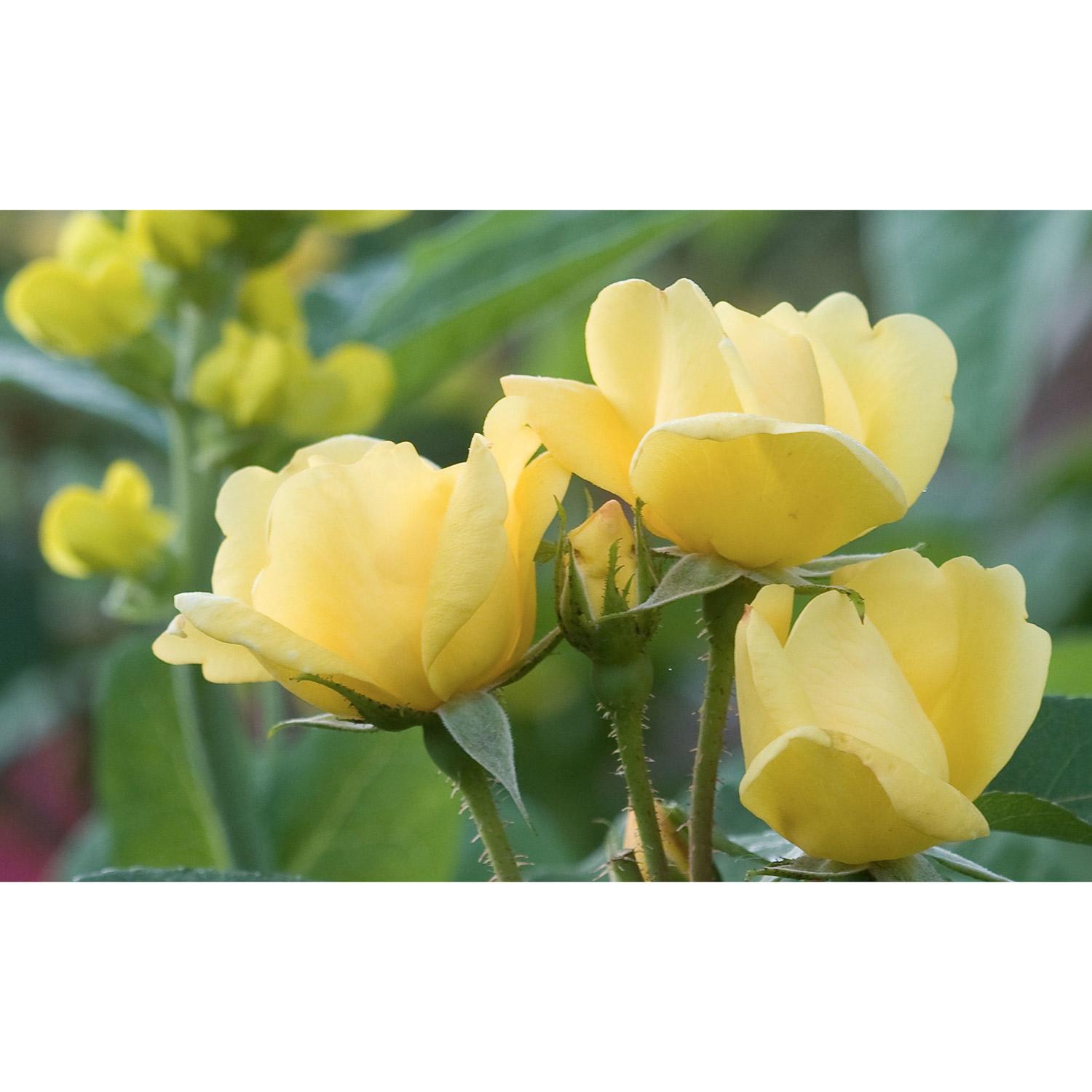 Knock Out Rose Sunny 3G