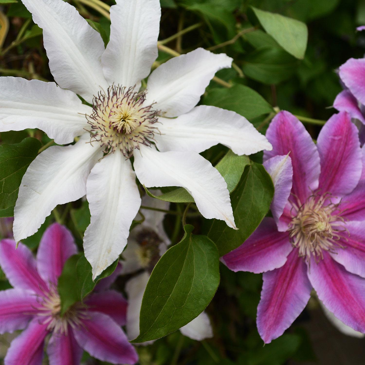 Clematis Triple Mix A 3G