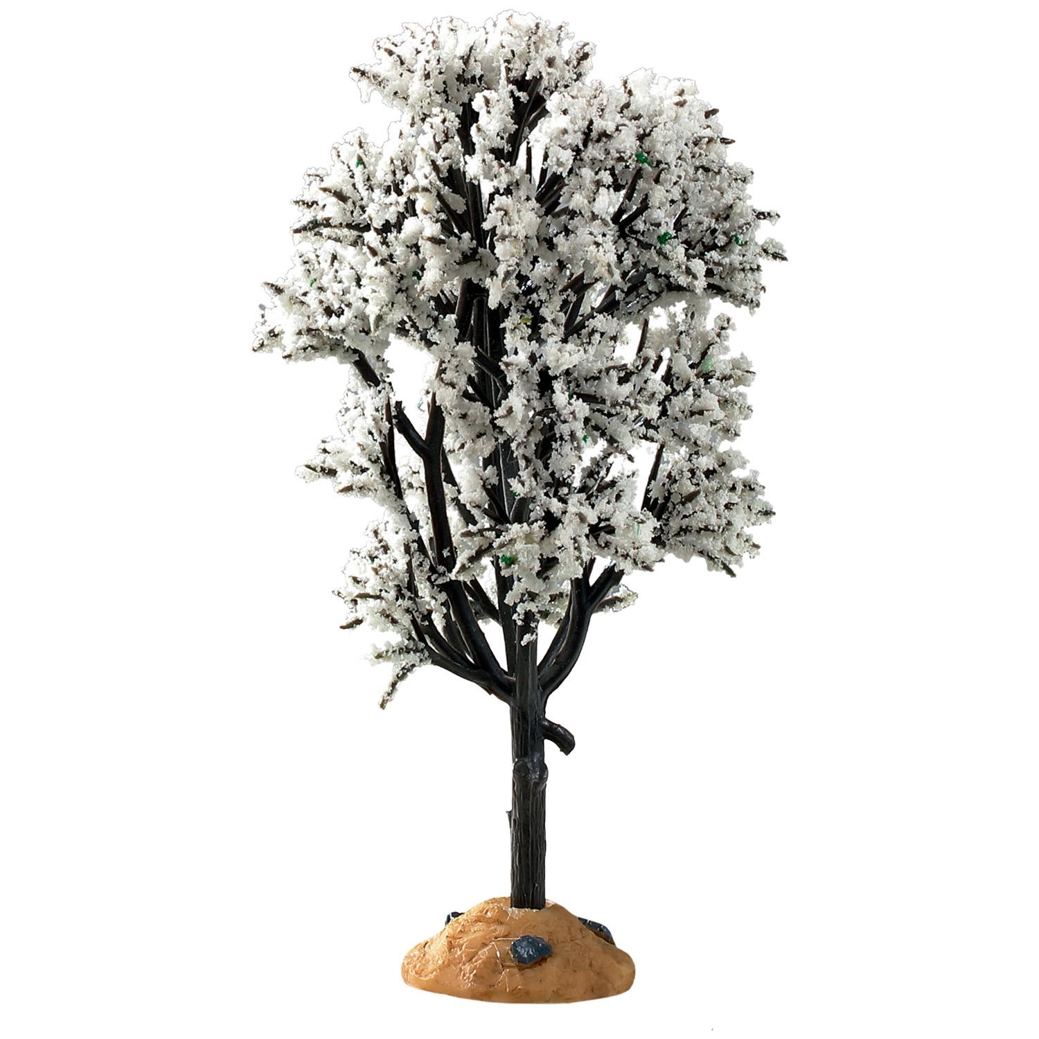 White Hawthorn Tree