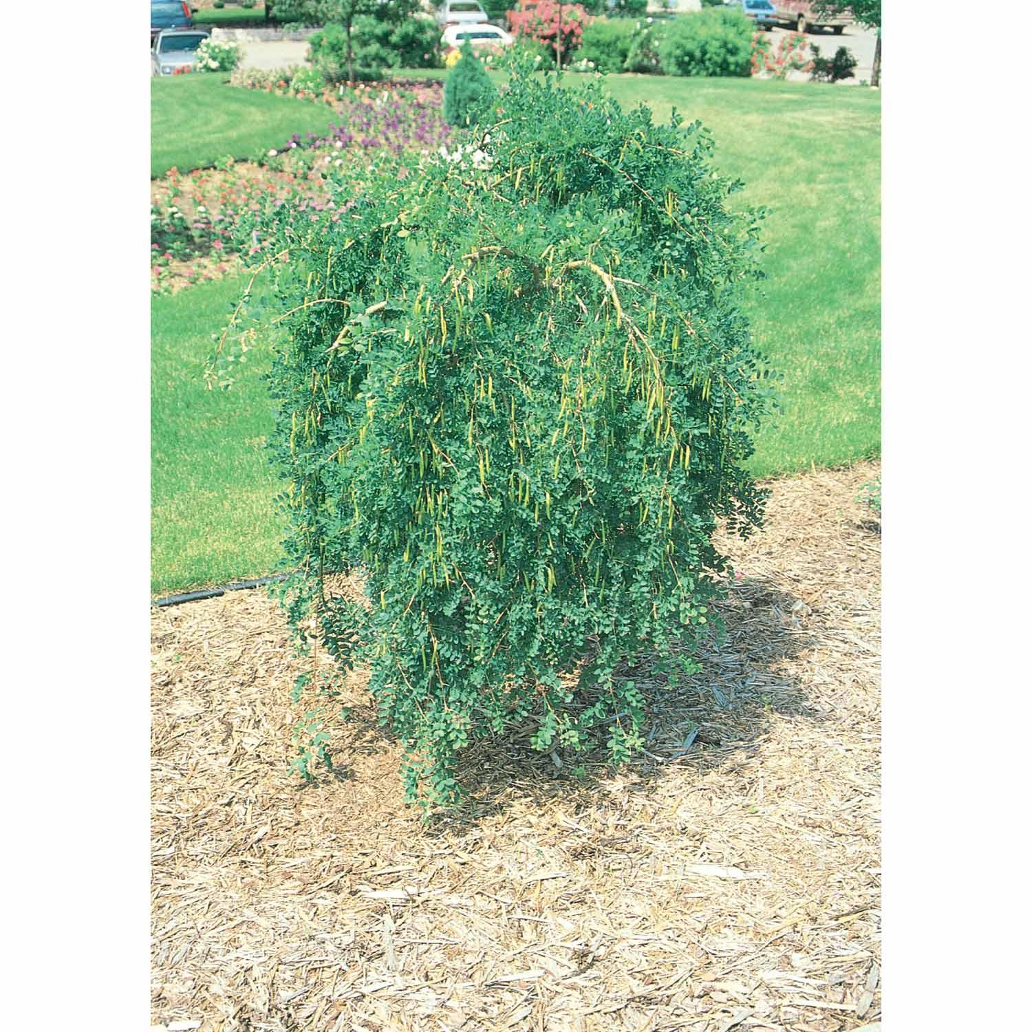 Caragana Weeping Standard 10G