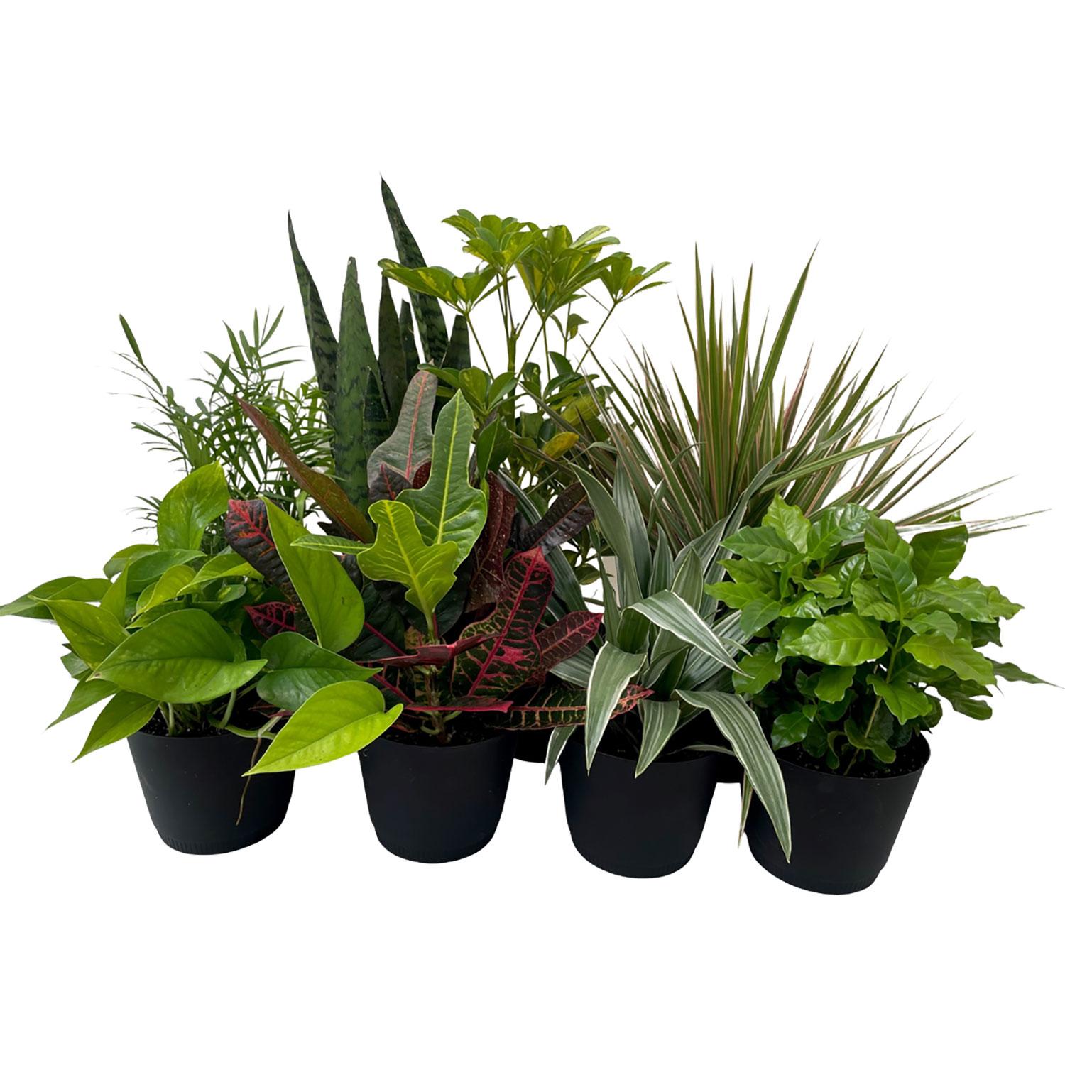6" Tropical Foliage