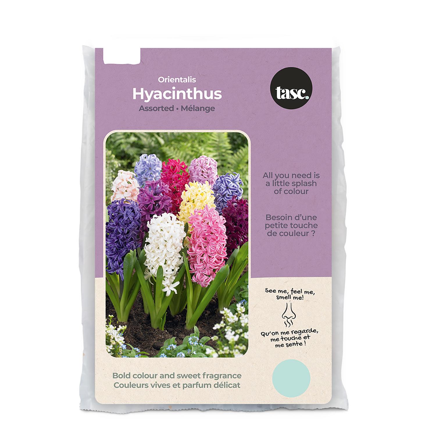 Assorted Hyacinth Fall Bulb