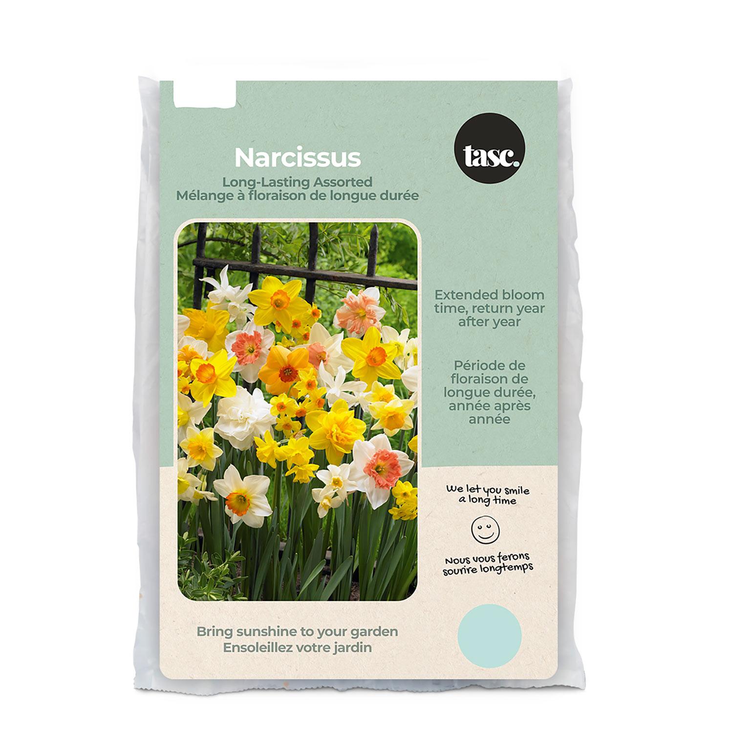 Long-Lasting Assorted Narcissus Fall Bulb