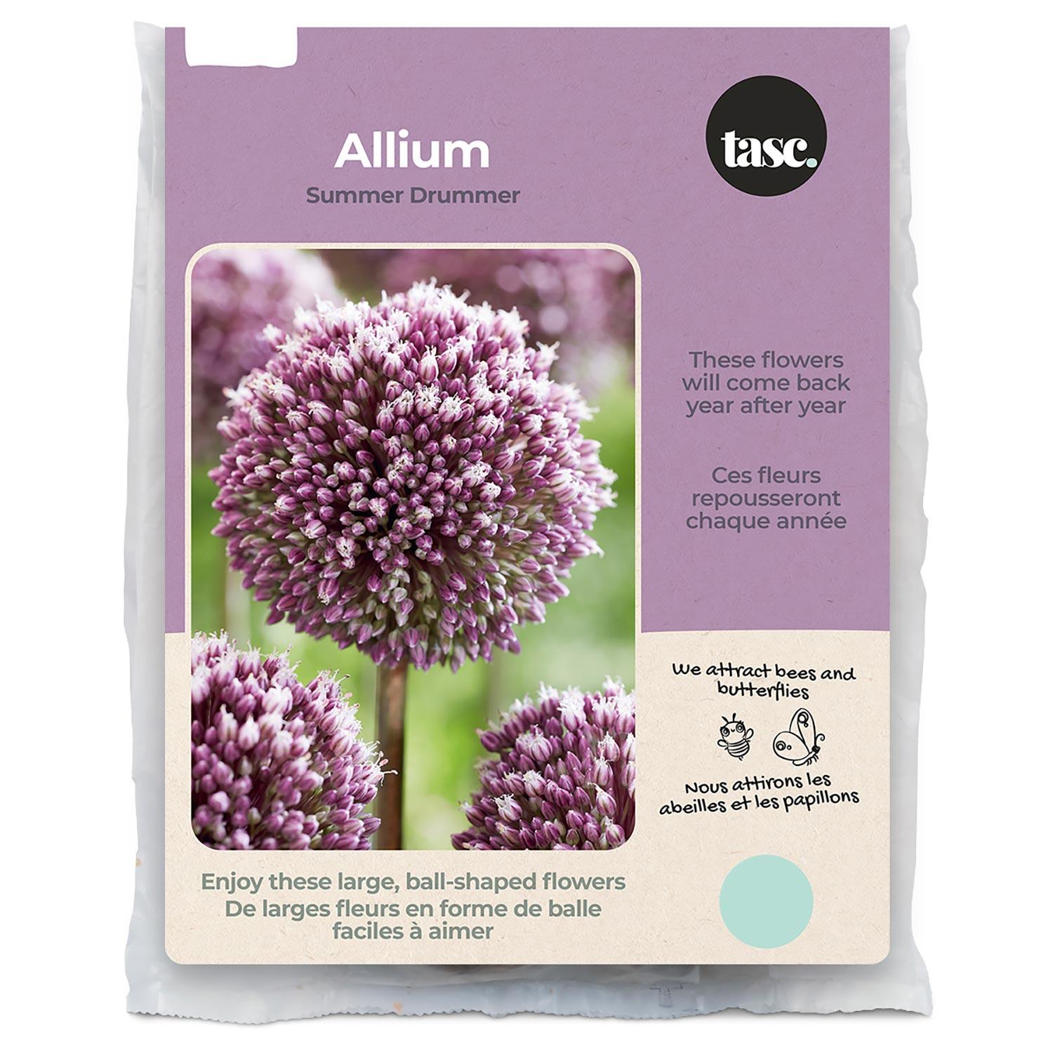 Summer Drummer Allium Fall Bulb