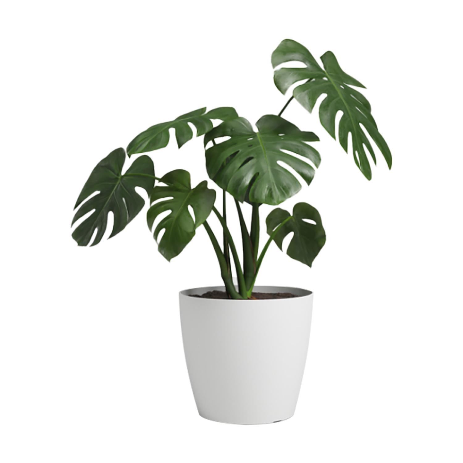 Pot San Remo 12" Avec Roues - Blanc Mat