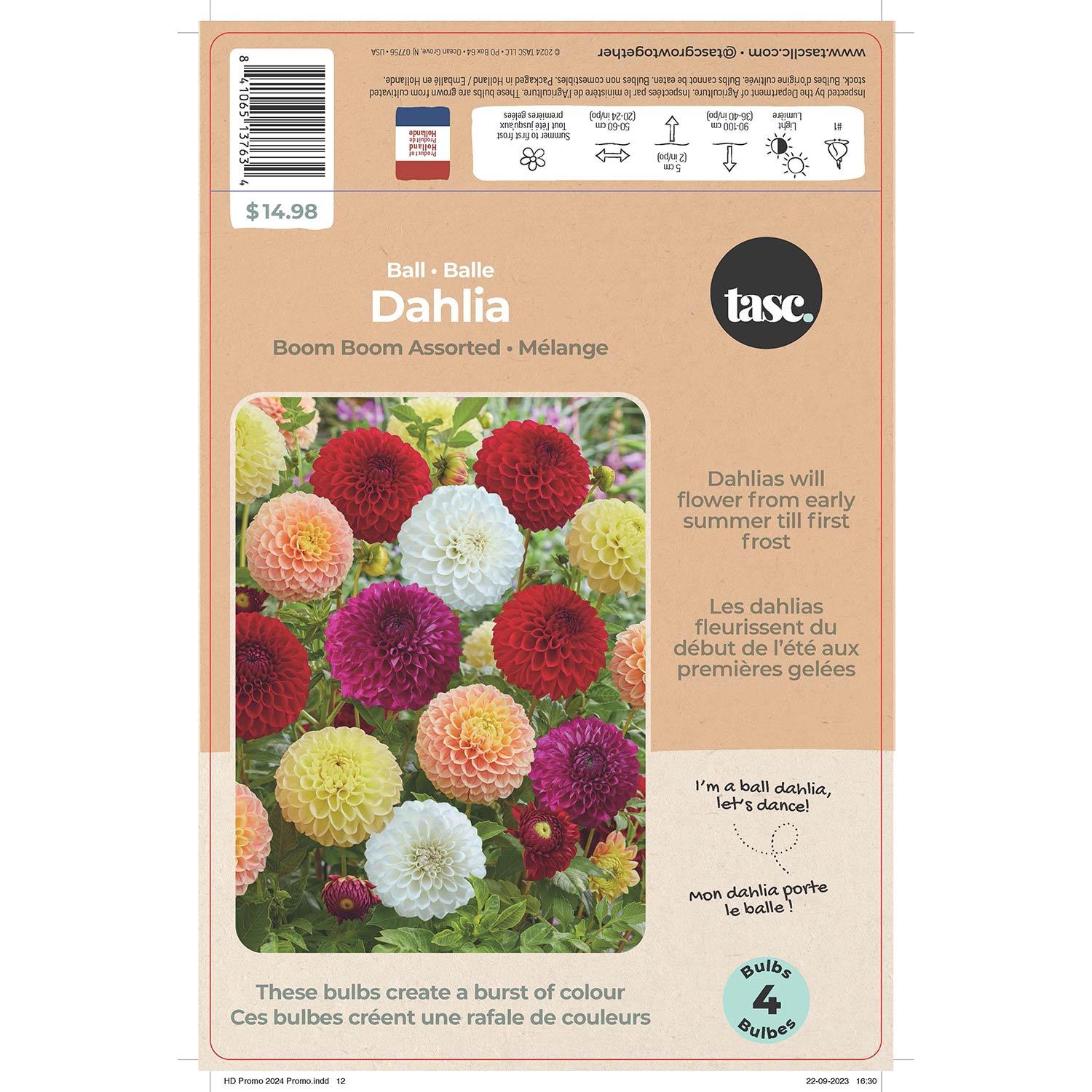 Dahlia Boom Boom Assorted