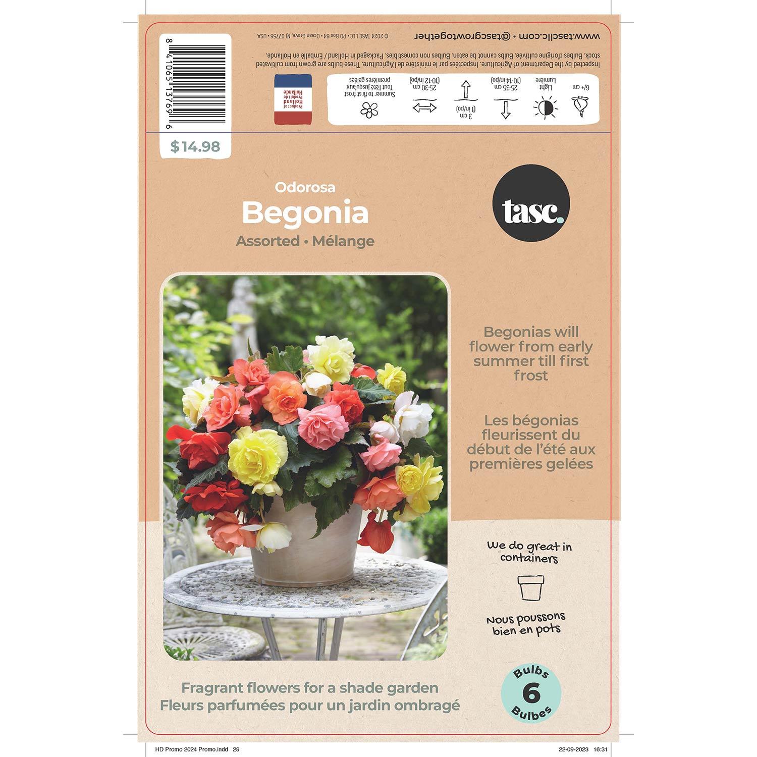 Begonia Odorosa Assorted