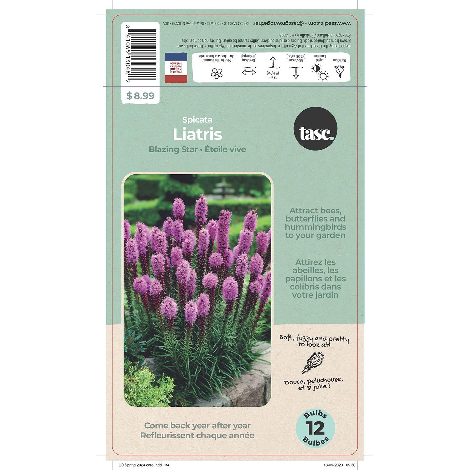 Liatris Spicata Purple